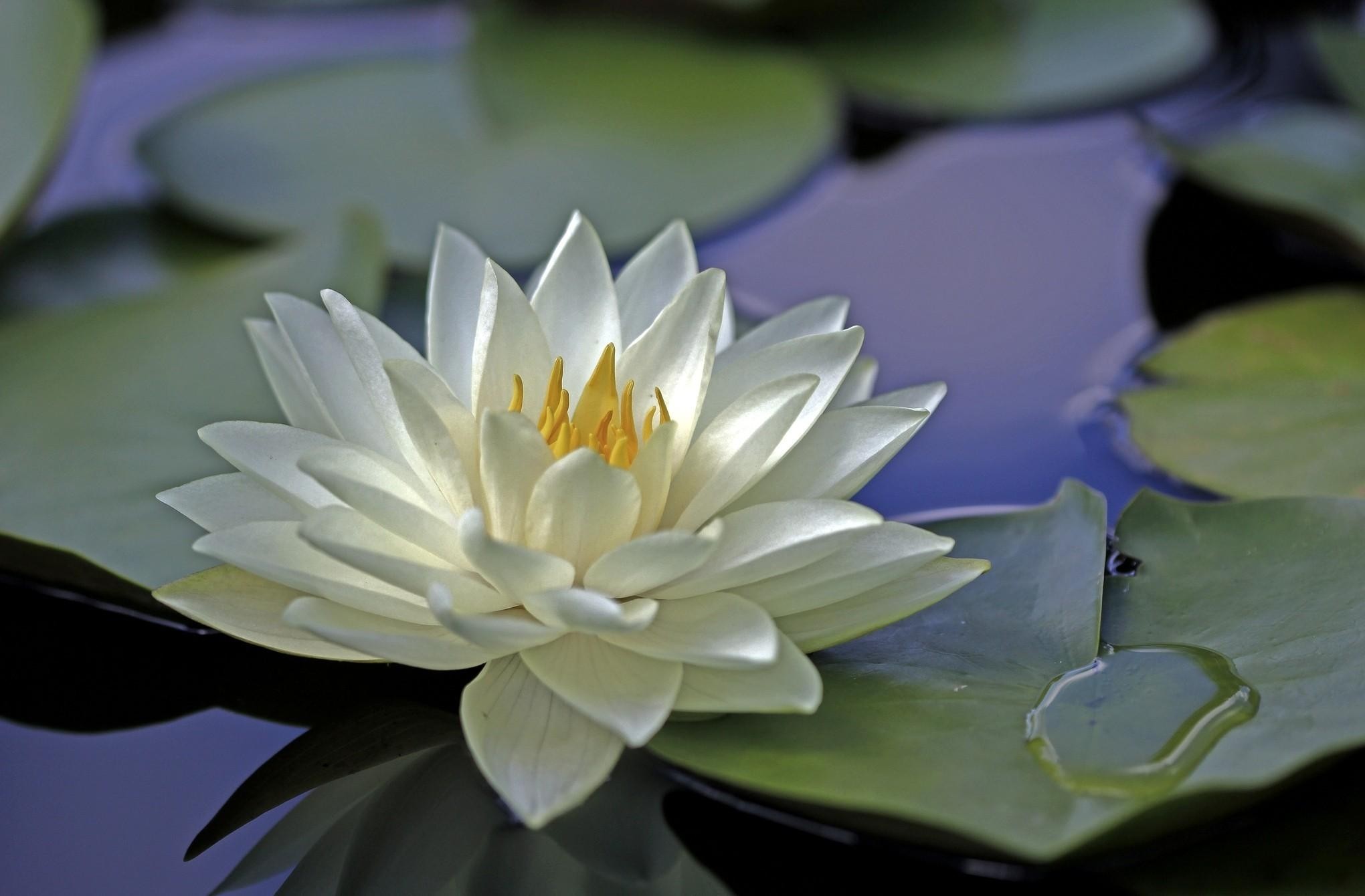 2040x1340 Wallpaper Water lily, Water, Leaves, Surface HD, Picture, Image
