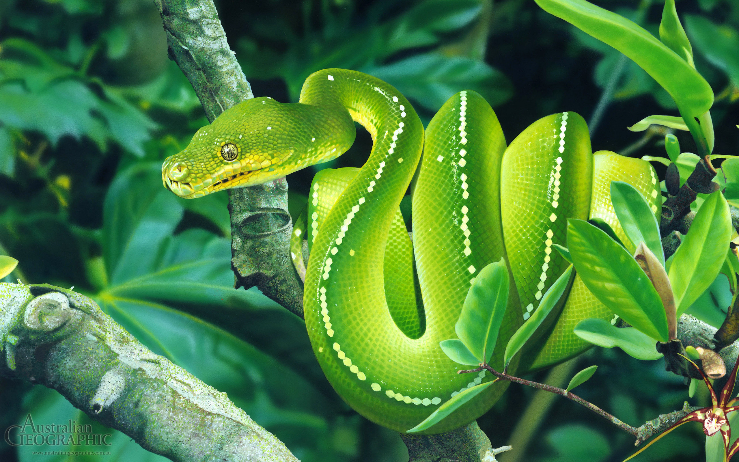 2560x1600 Images of Australia: Green tree snake, illustration