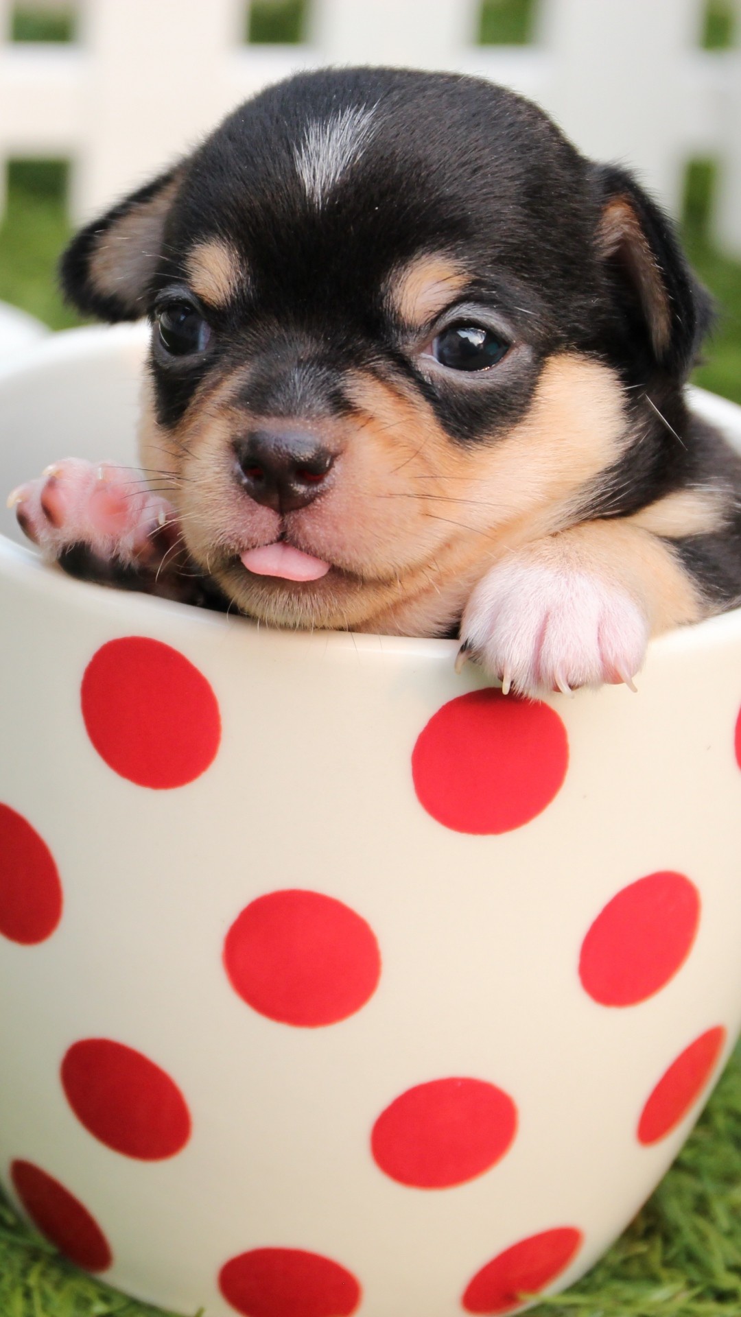 1080x1920 Puppy Dog Cup #iPhone #6 #plus #wallpaper