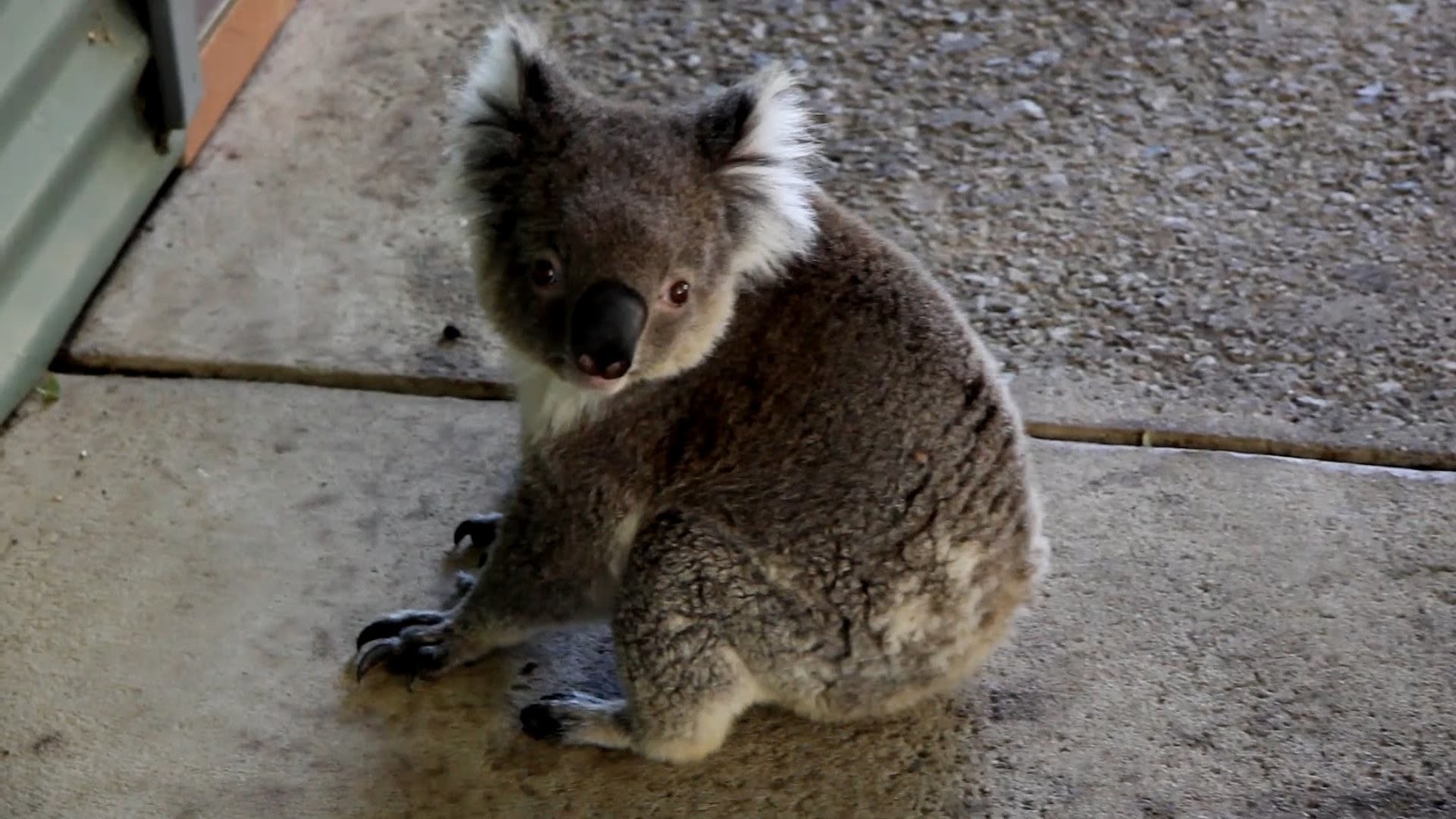 1920x1080 Baby Koala Cute Aussie Wild Animal Cohunu Koala Park Byford Western  Australia - YouTube