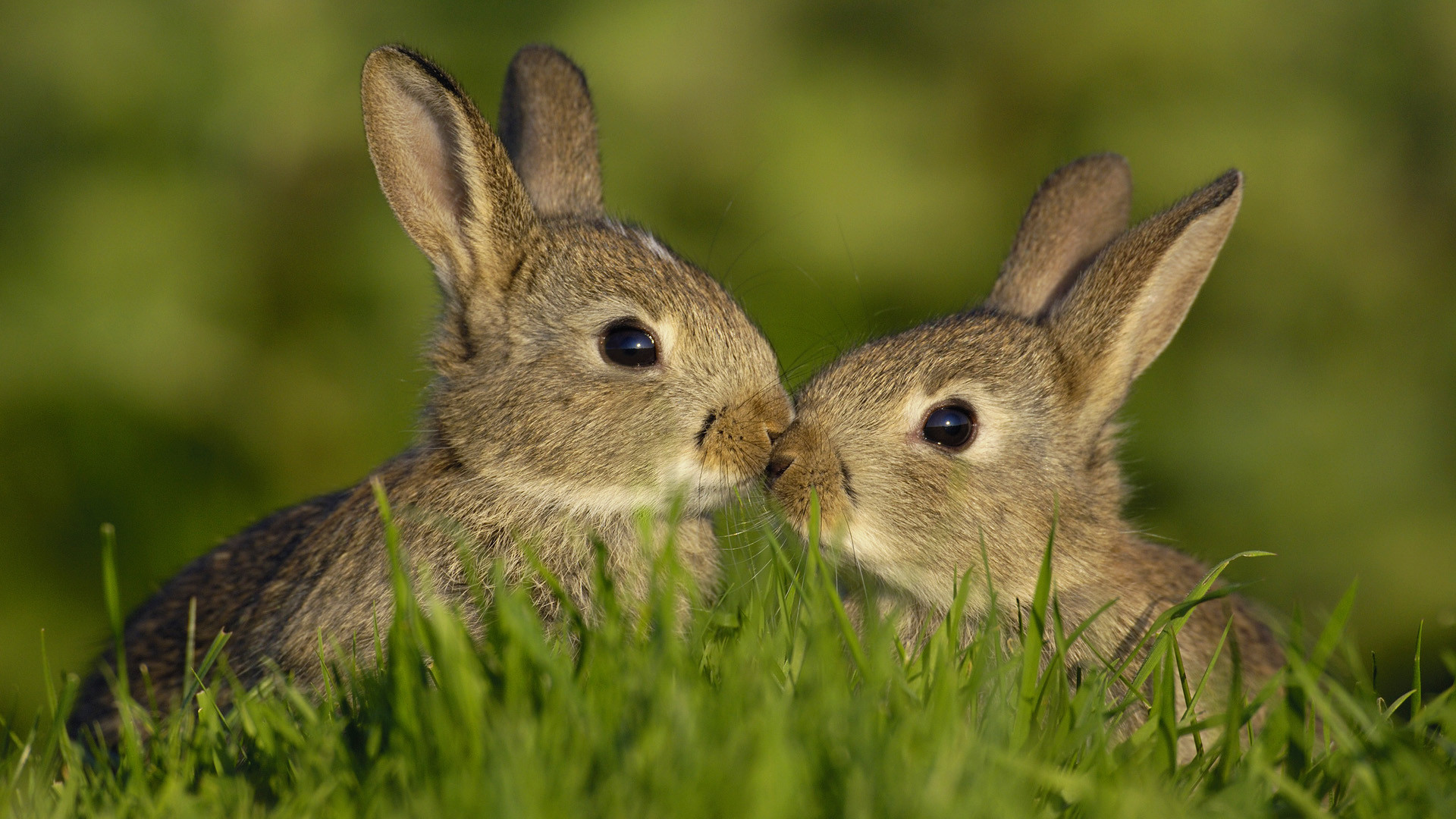 1920x1080 Rabbits Nose to Nose