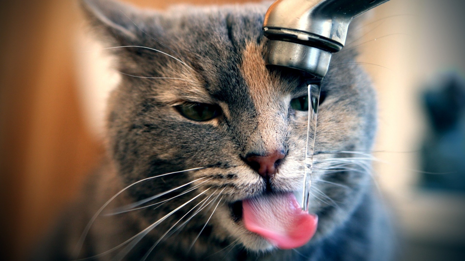 1920x1080  Wallpaper cat, tap, water, drops, drink, thirst