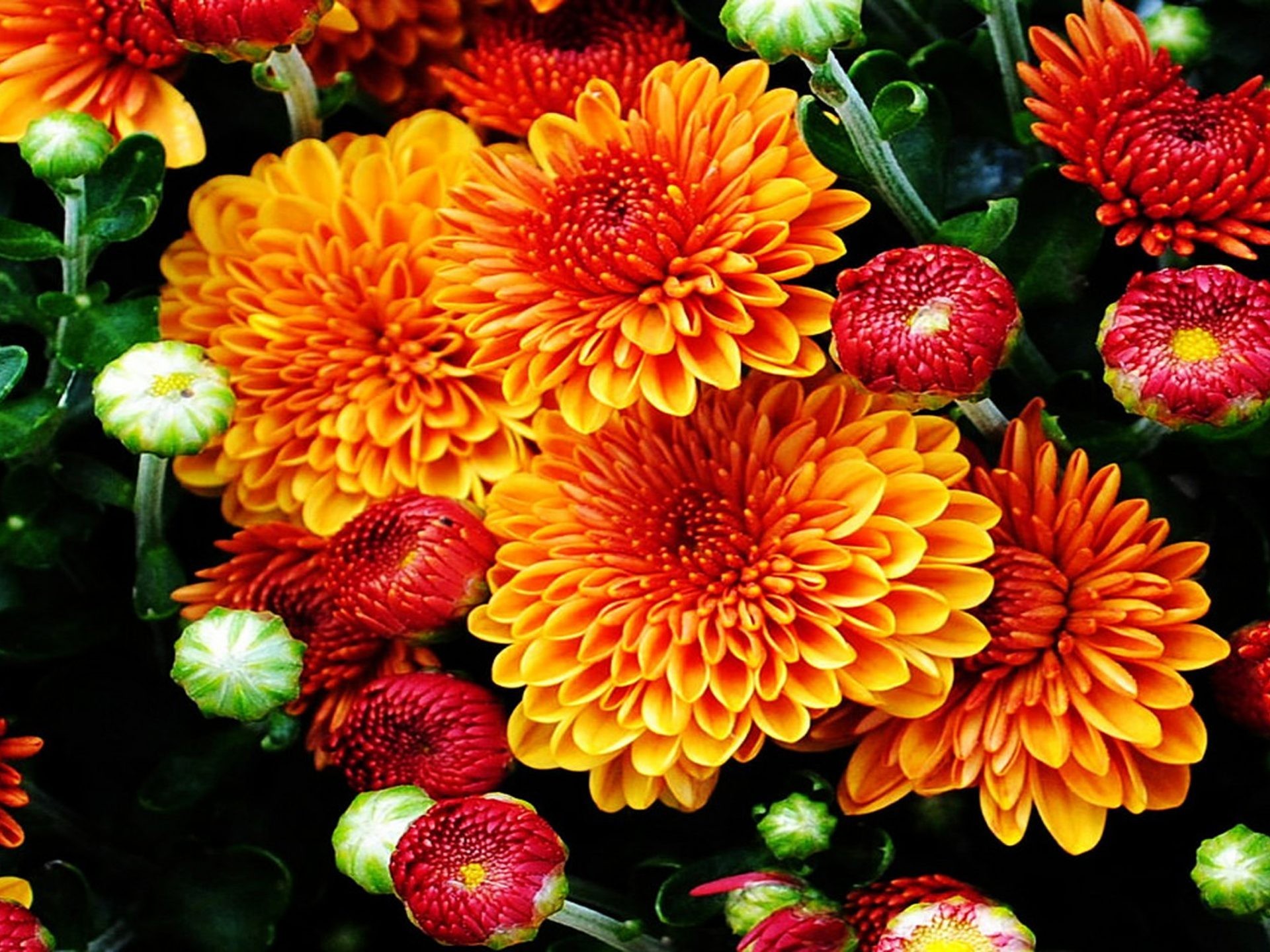 1920x1440 Fall Mums Colored Flowers From The Garden With A Beautiful