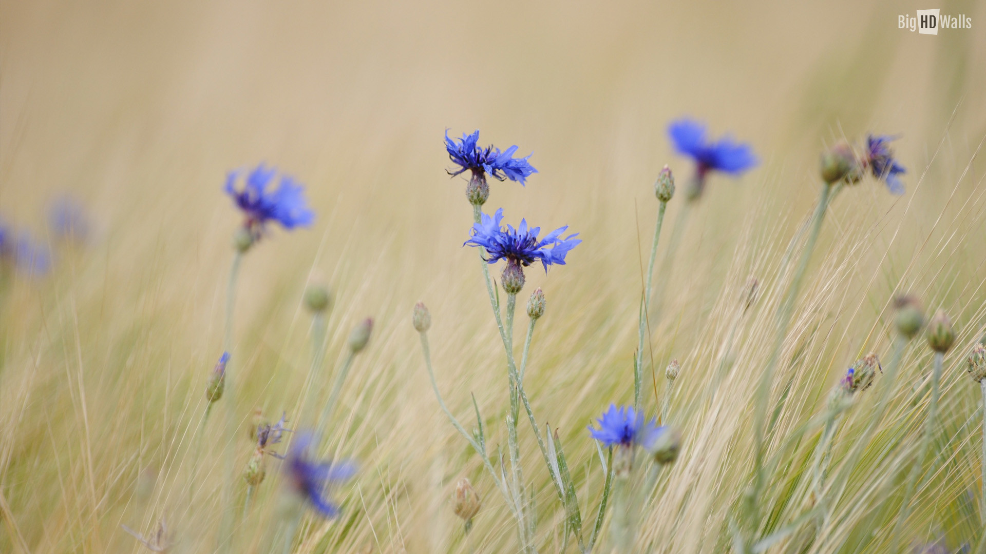 1920x1080 blue-wild-flowers-hd-wallpaper