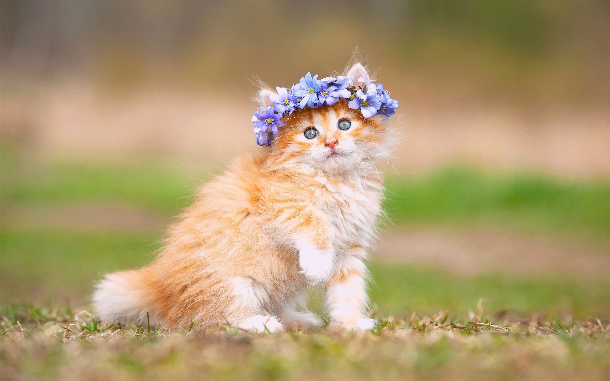 2560x1600 Hot Adorable Kitten Wallpaper Together With Magnificent Kitten Wallpapers