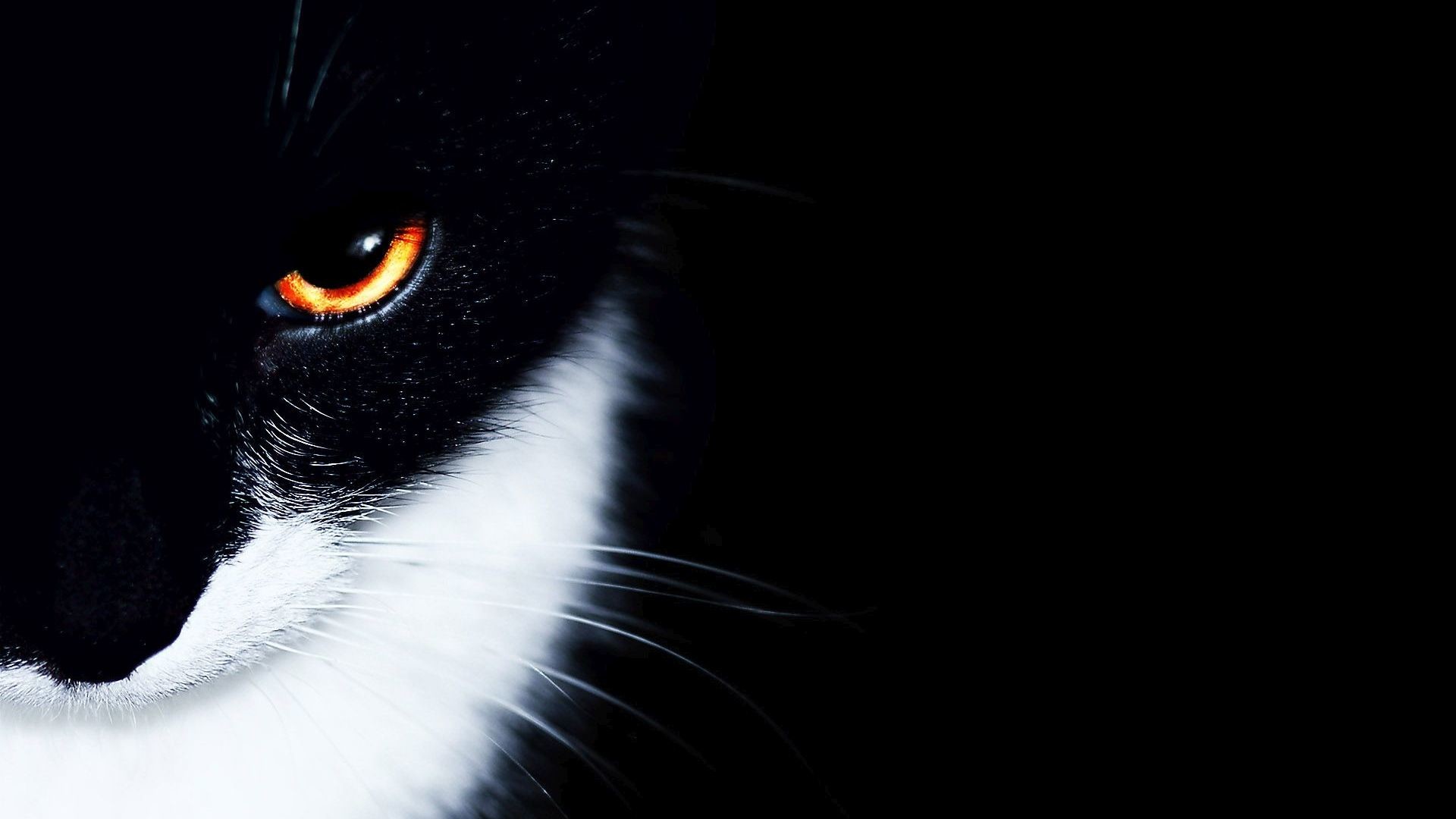1920x1080 Black and white cat with orange eye HD Wallpaper  Black ...
