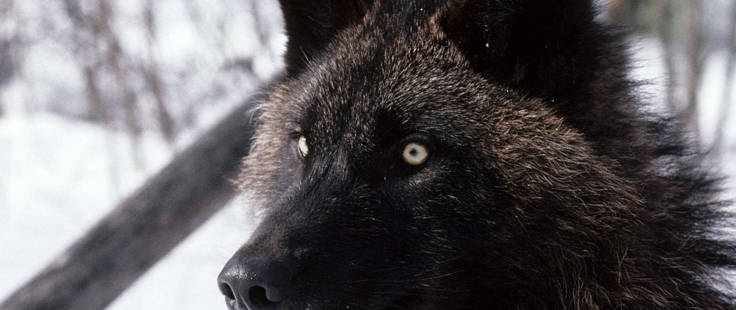 2560x1080 Preview wallpaper wolf, dark, eyes, hair, dog 