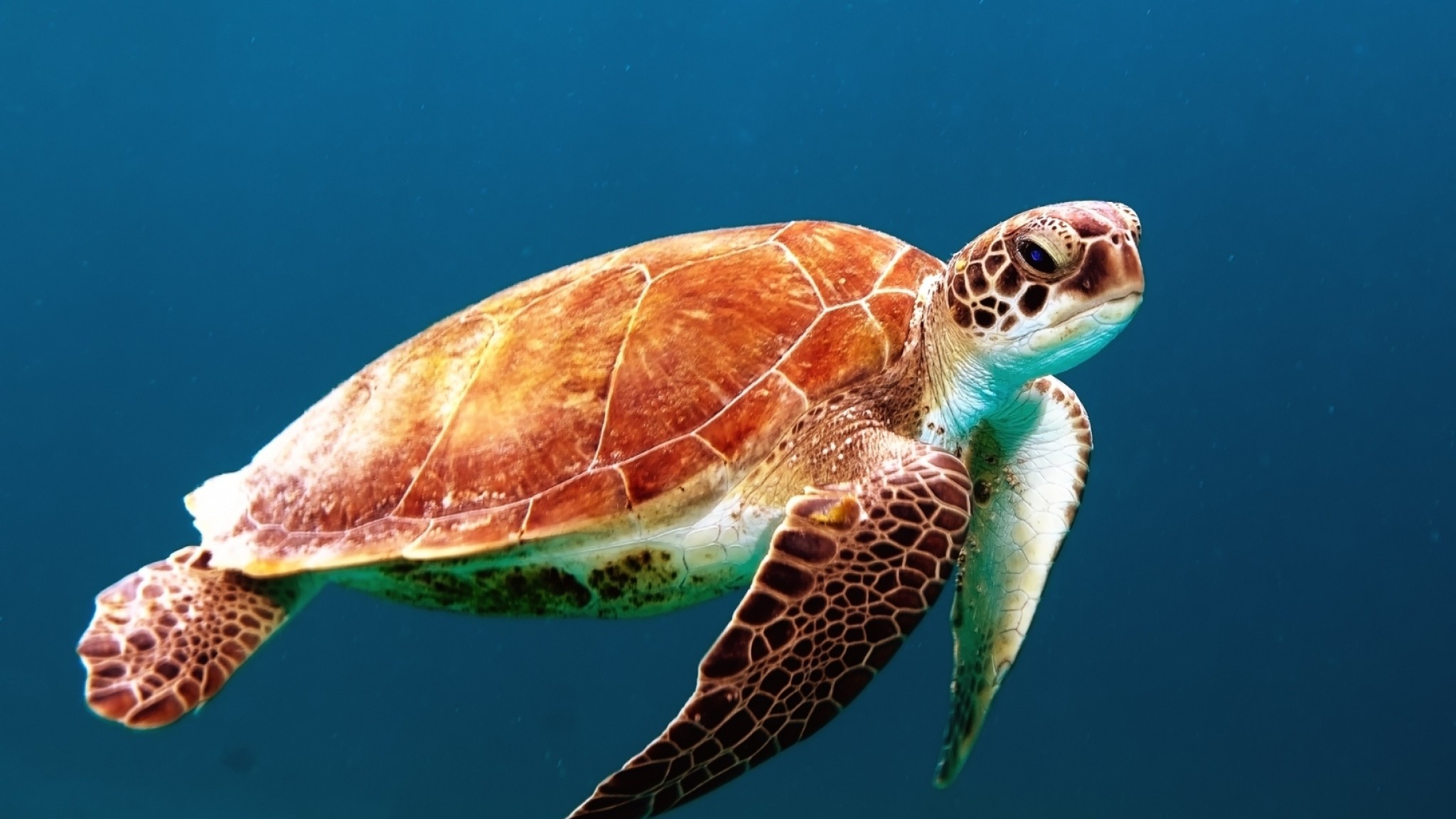 2048x1152  Wallpaper turtle, underwater, swimming, shell