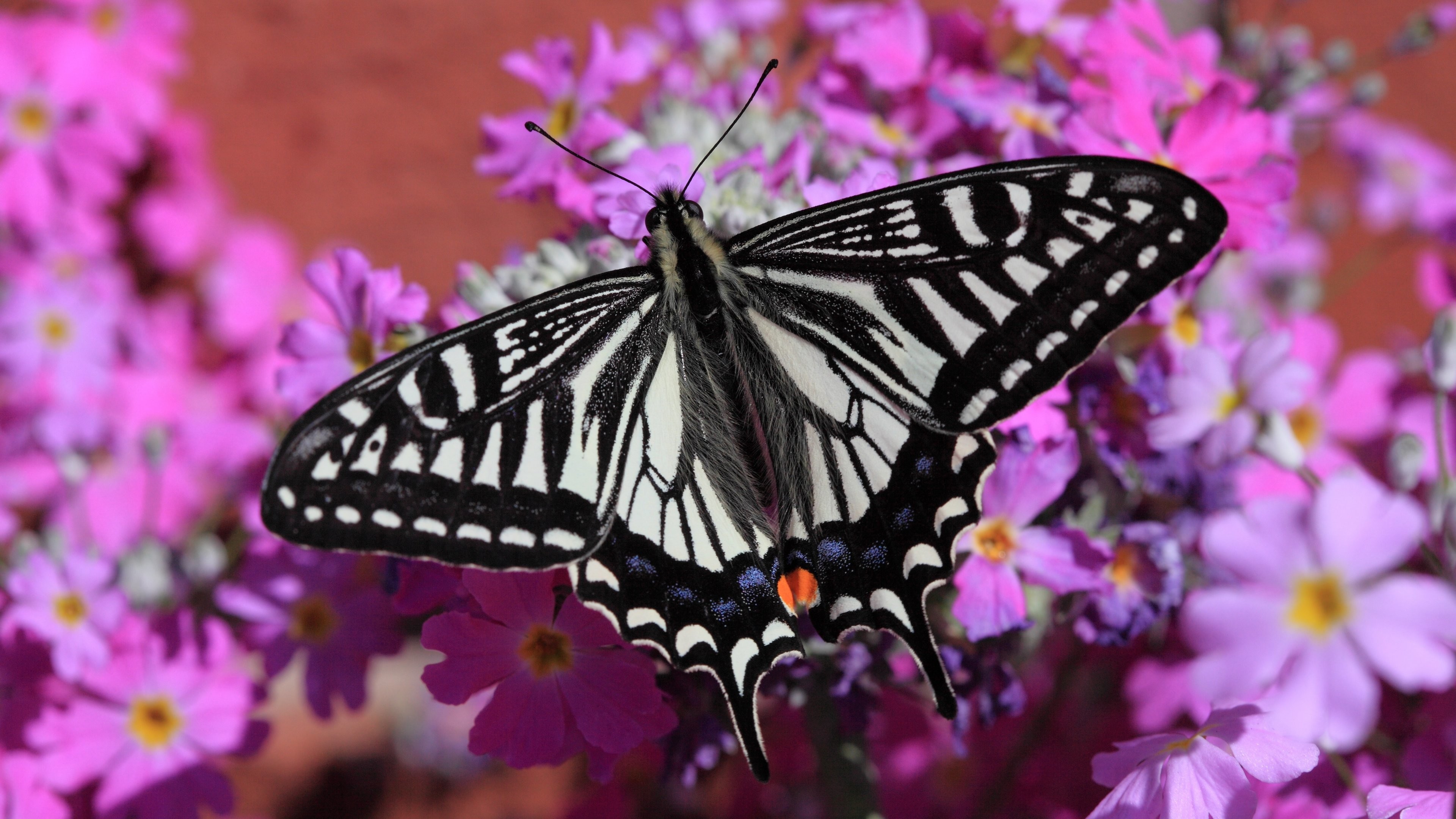 3840x2160 Swallowtail Butterfly Wallpaper