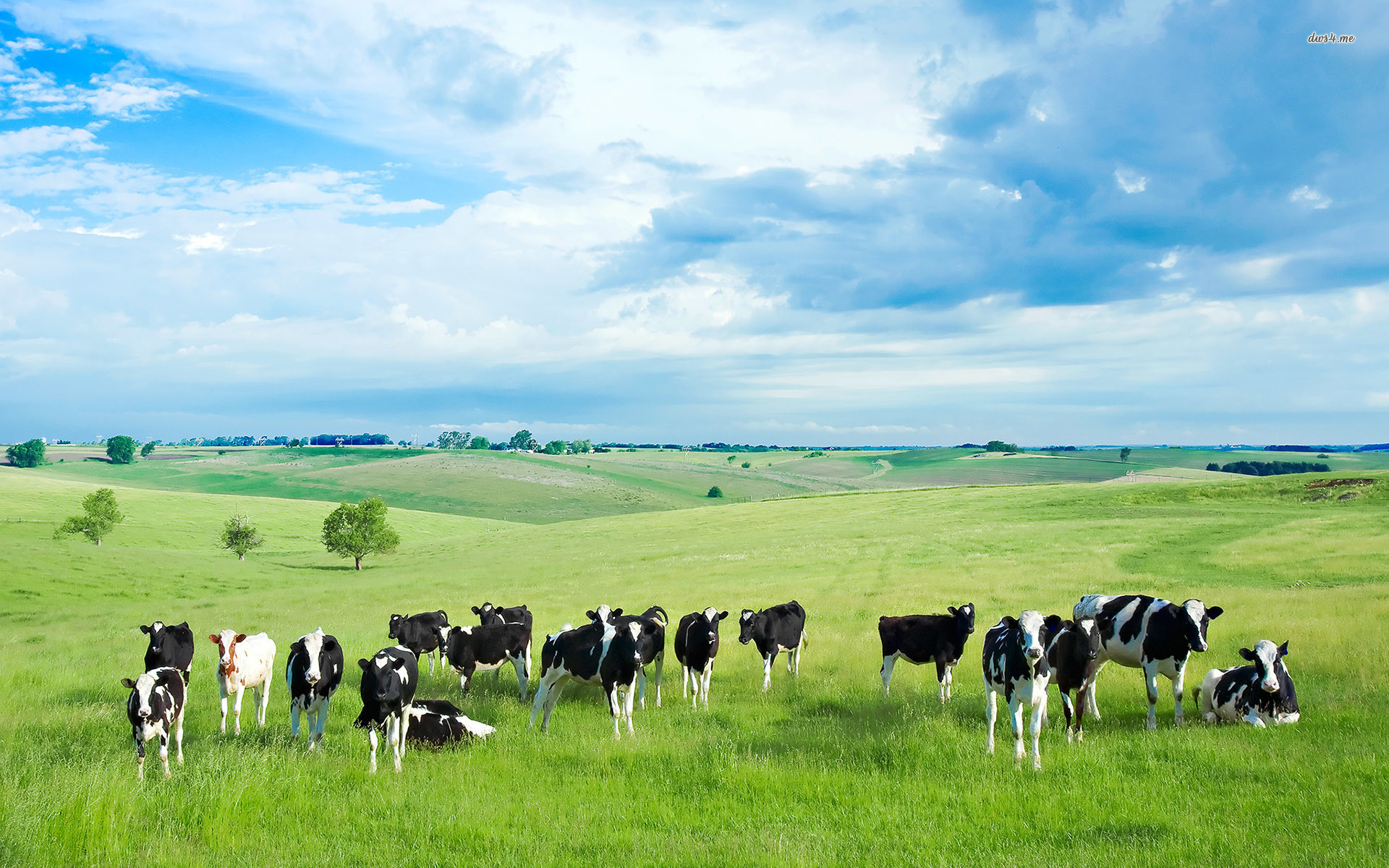 1920x1200 ... Cows on the field on a summer day wallpaper  ...