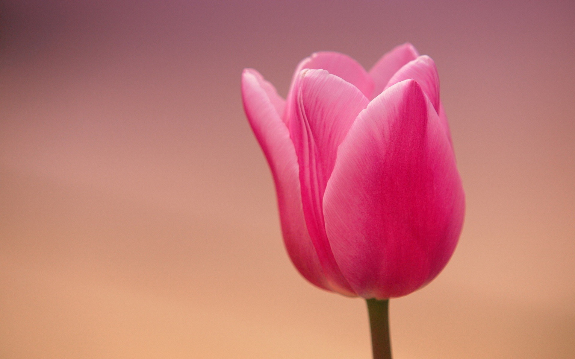 1920x1200 Tulips High Definition