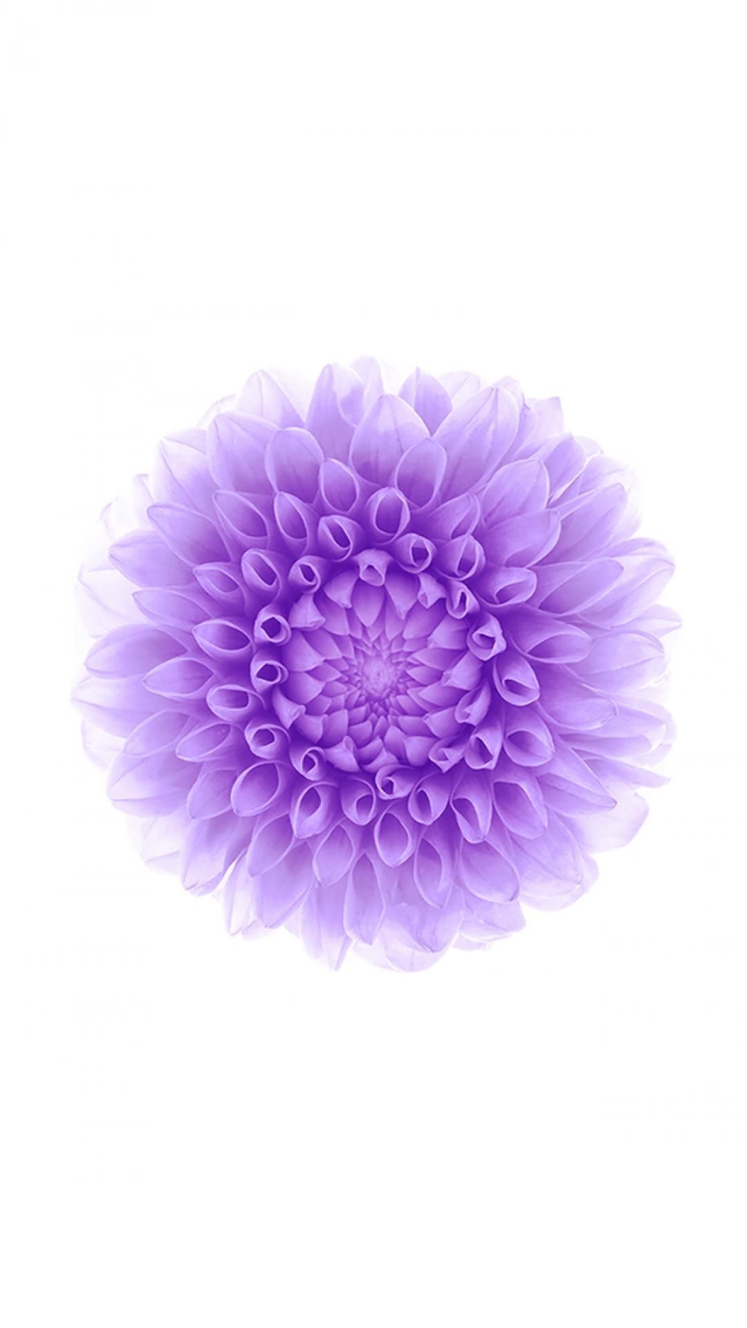 1080x1920 #iPhone6wallpaper #purple #flower