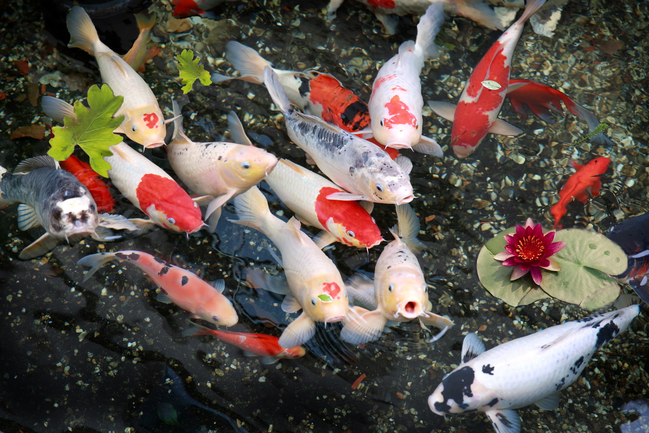 2560x1707 Widescreen Koi Pond Images | Maryland Basch - HD Wallpapers