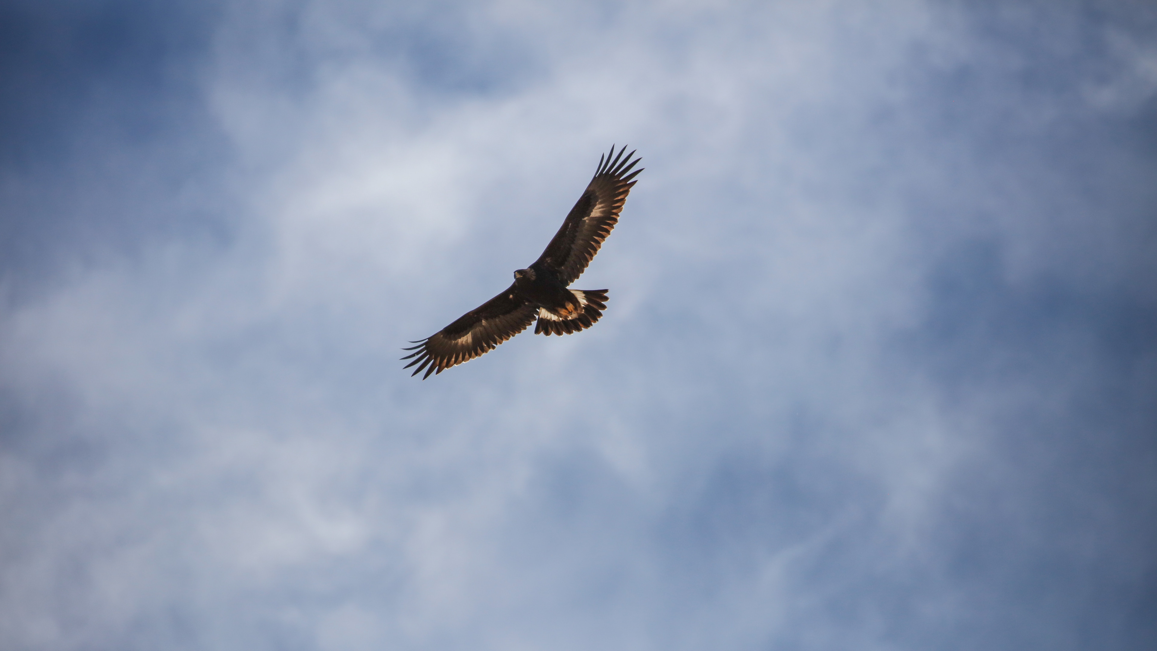 3840x2160 Preview wallpaper eagle, bird, flight, wings, sky 