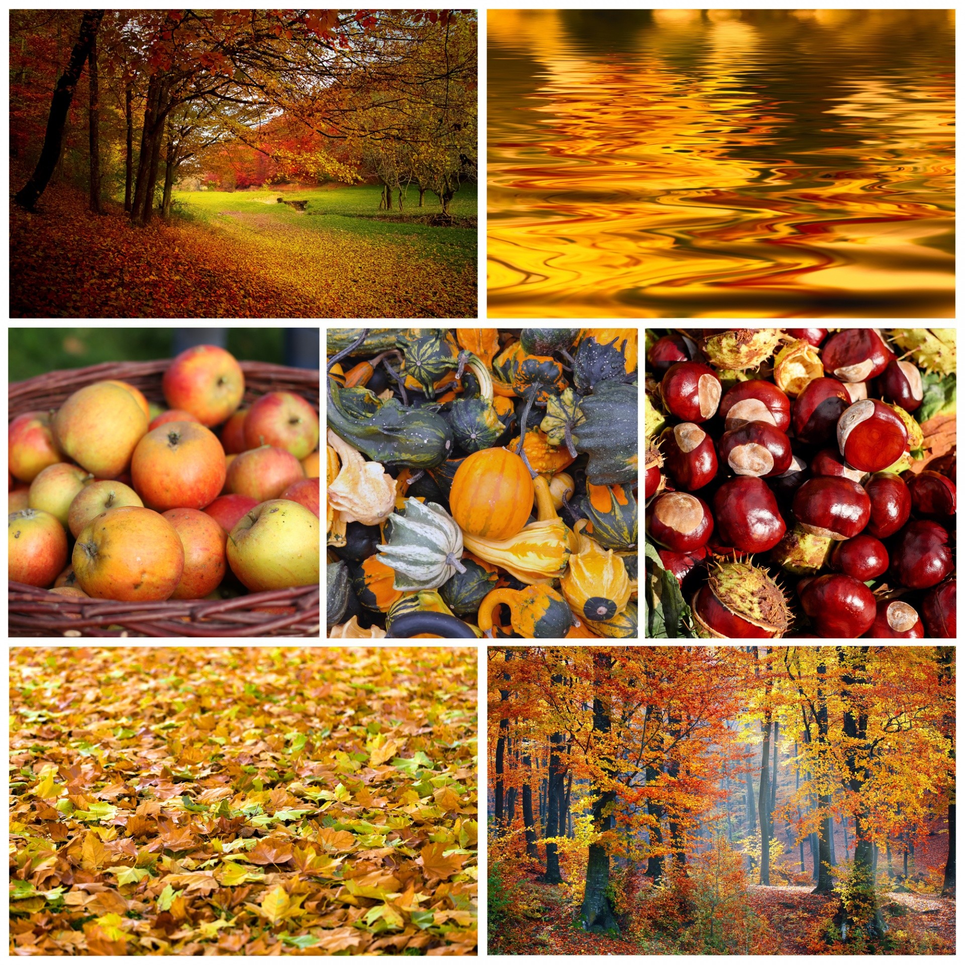 1920x1920 autumn,fall,season,wallpaper,collage,colors,colours,tree,