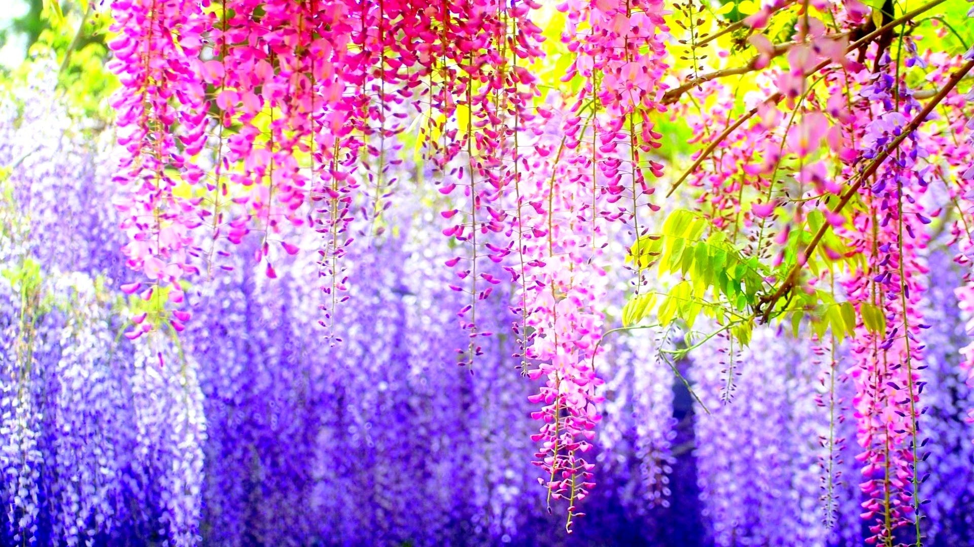 1920x1080 177-spring-background 2595829 6922240-amazing-flowers-pictures ...