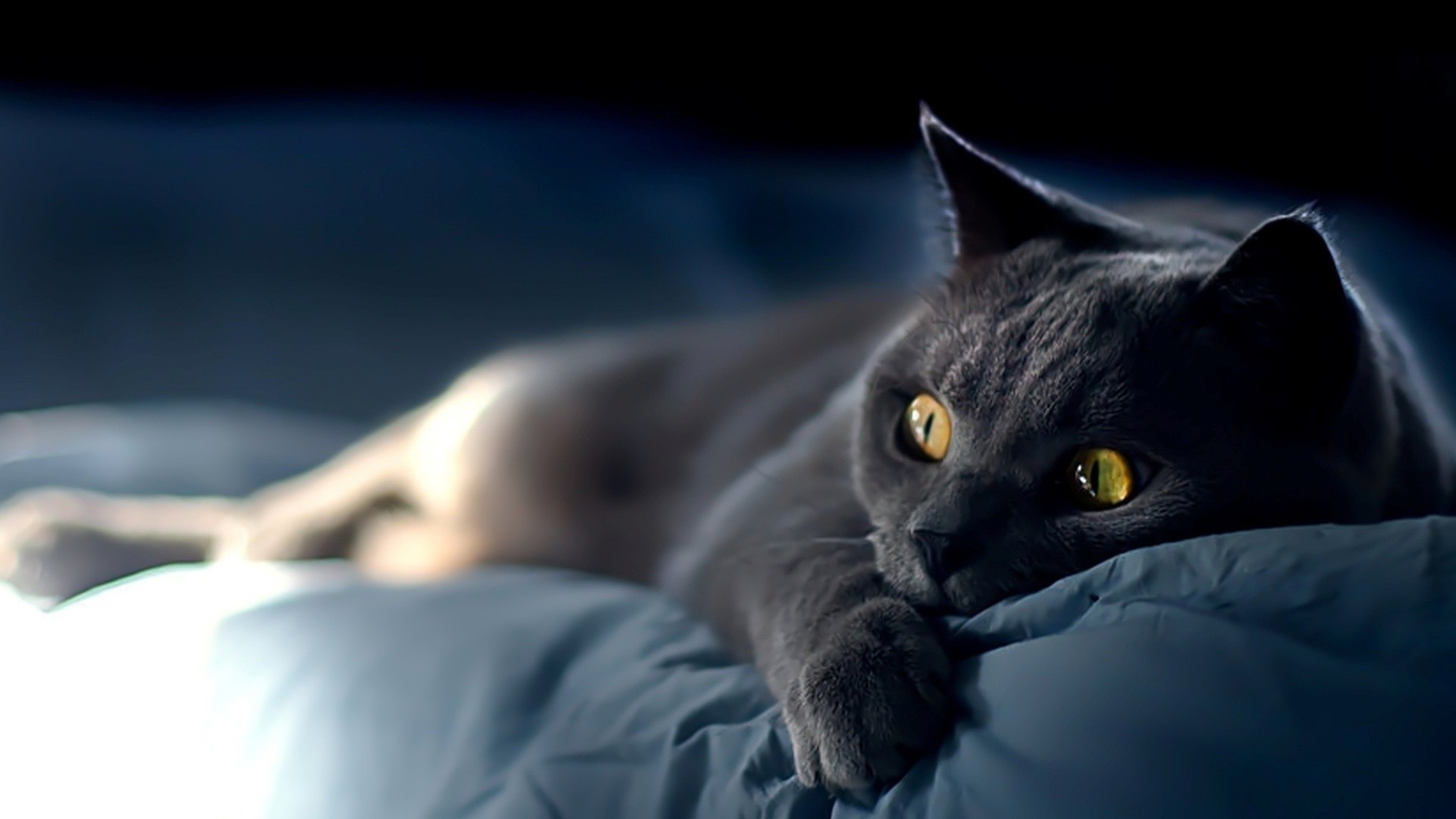 1920x1080  Cat on blue sheets. How to set wallpaper on your desktop? Click  the download link from above and set the wallpaper on the desktop from your  OS.
