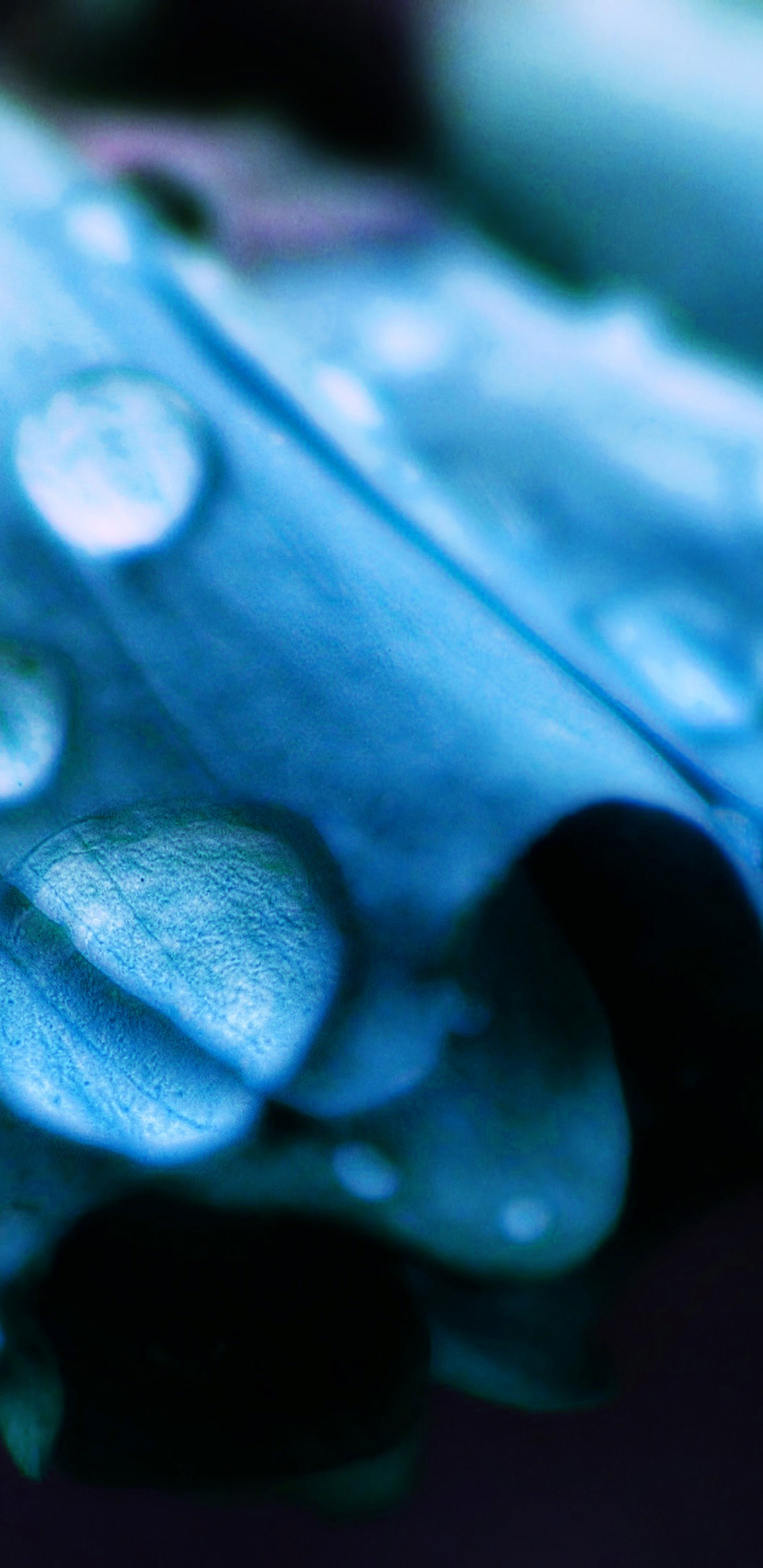 1440x2960 Blue flower background blurred Galaxy Note 8 Wallpaper
