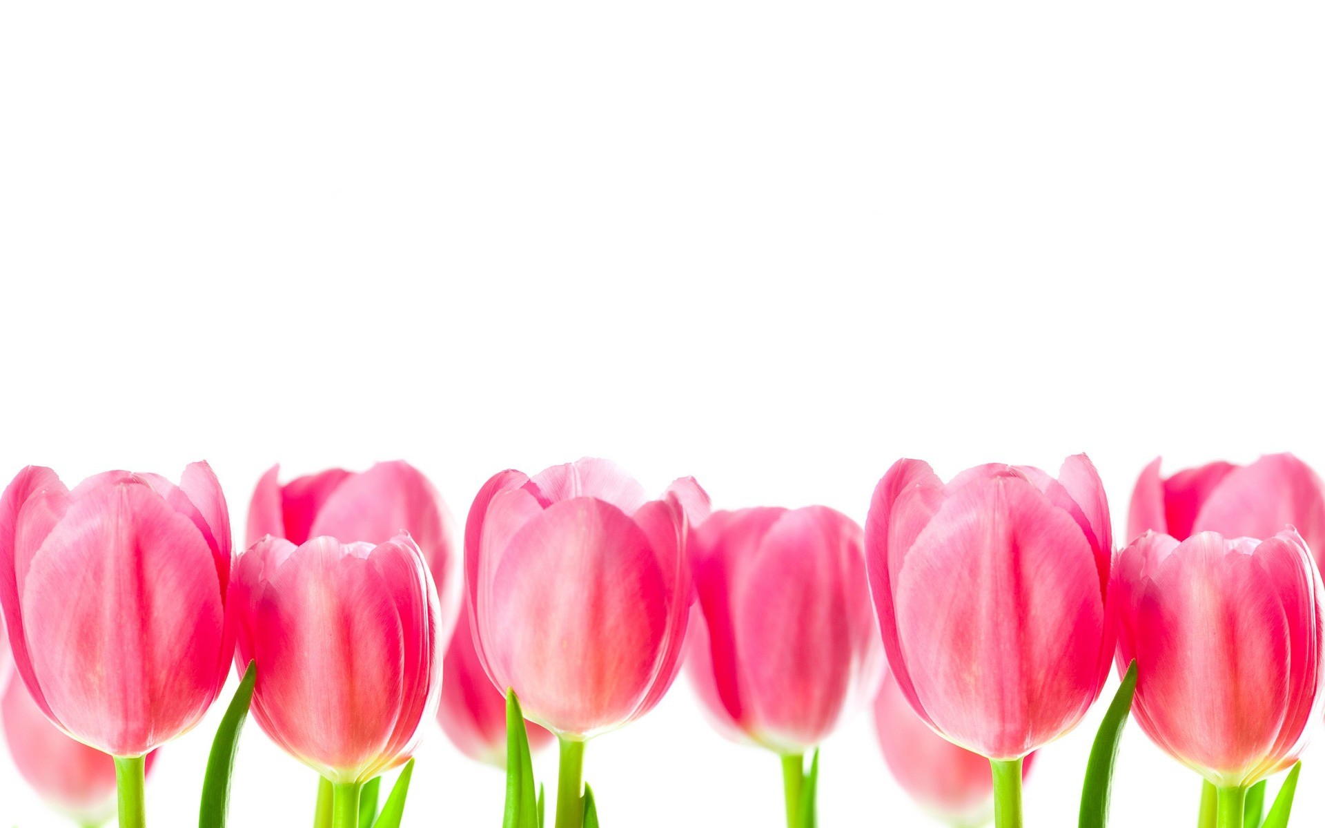 1920x1200 Pink Tulips