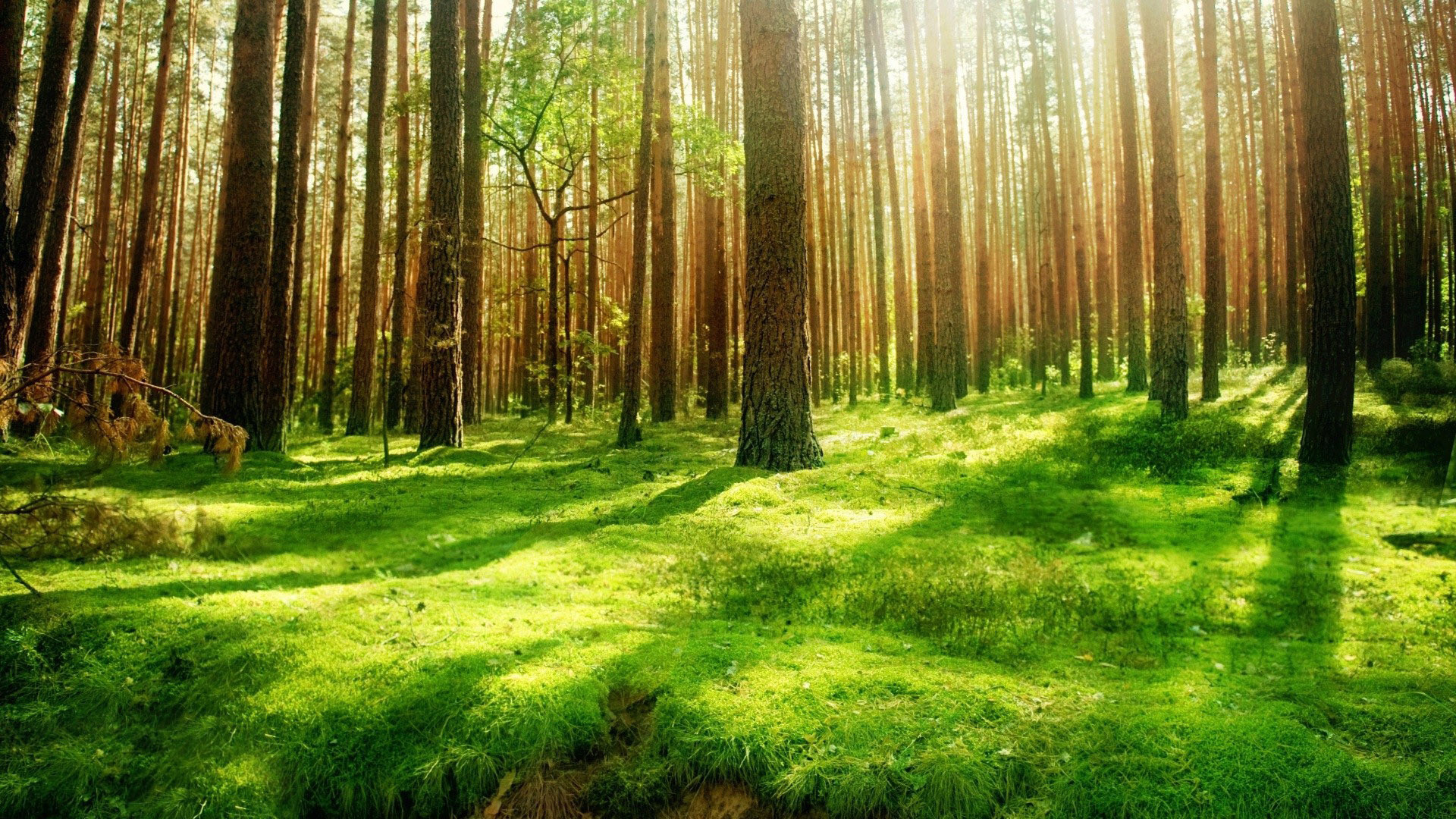 1920x1080 Collection of Backgrounds Forest on HDWallpapers