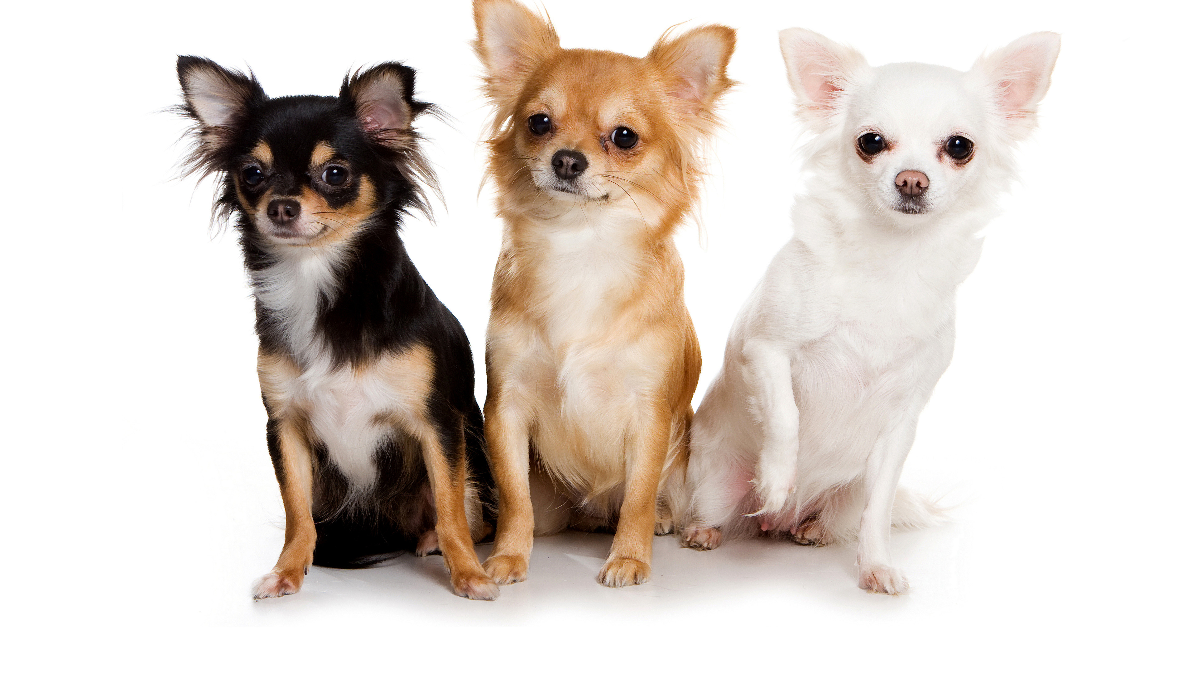 3840x2160 Wallpapers Chihuahua Dogs Three 3 Animals White background 