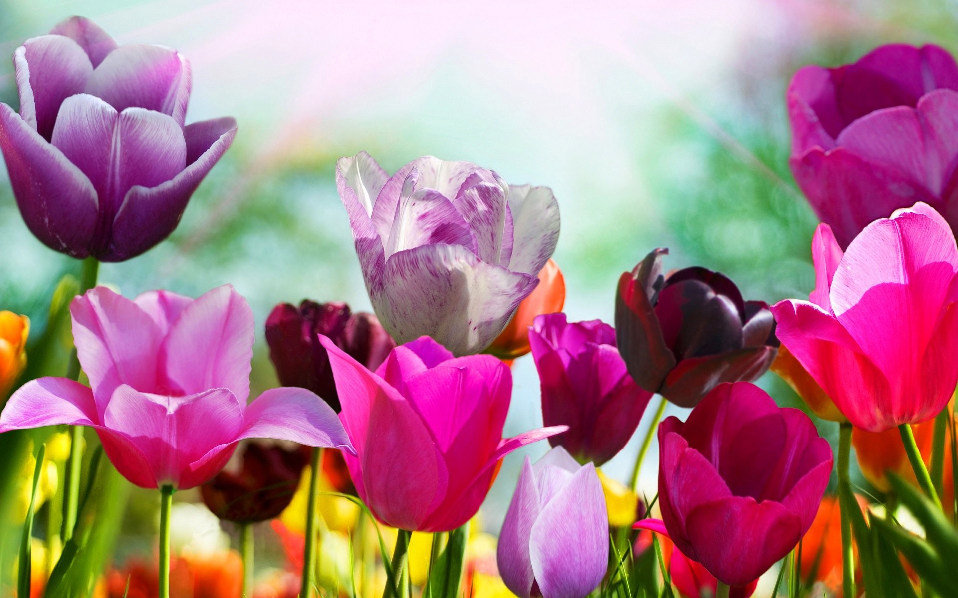 1920x1200 Images Of Spring Wallpapers (20 Wallpapers)