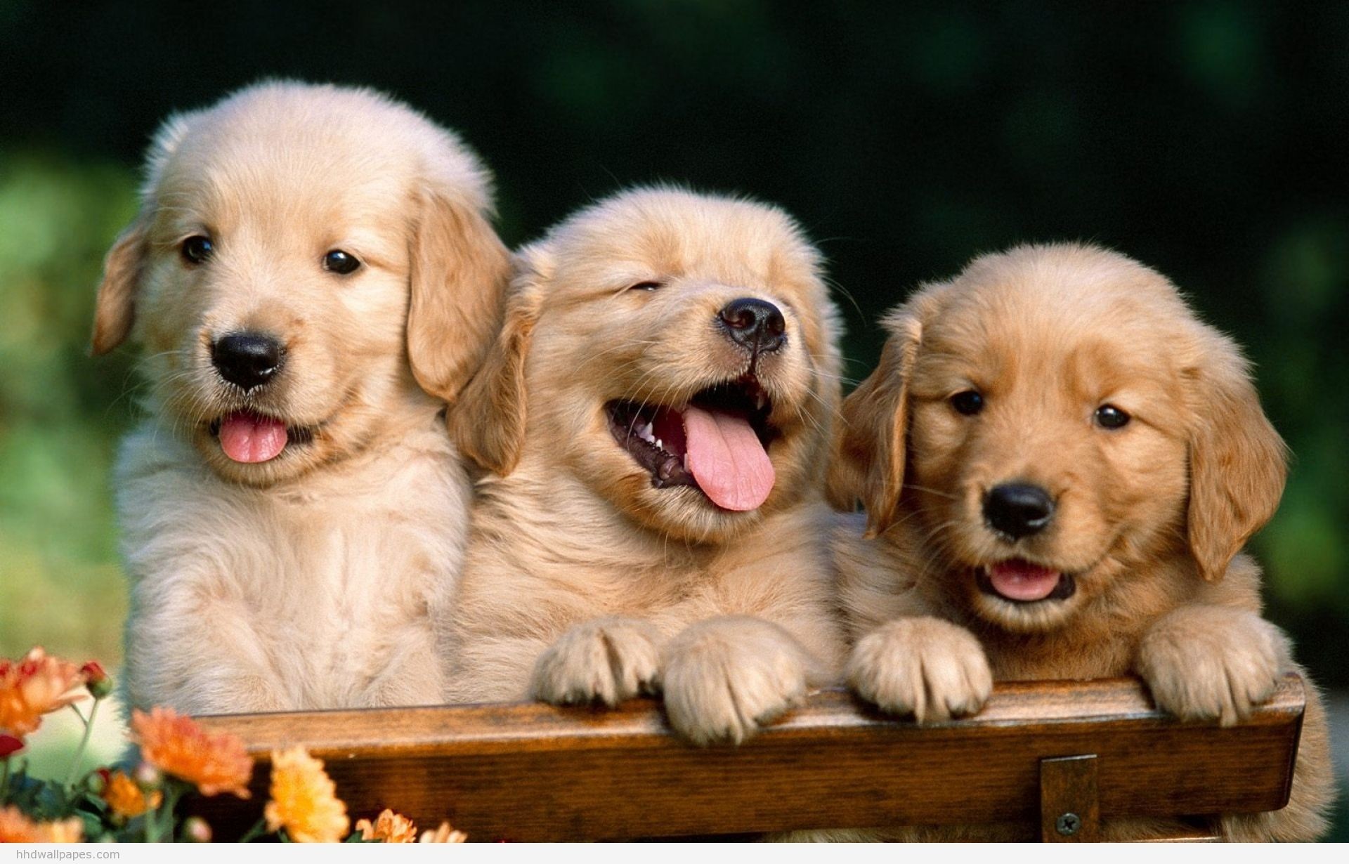 1920x1230 Cute Puppy: Reality Cute Puppy Images for desktop and mobile
