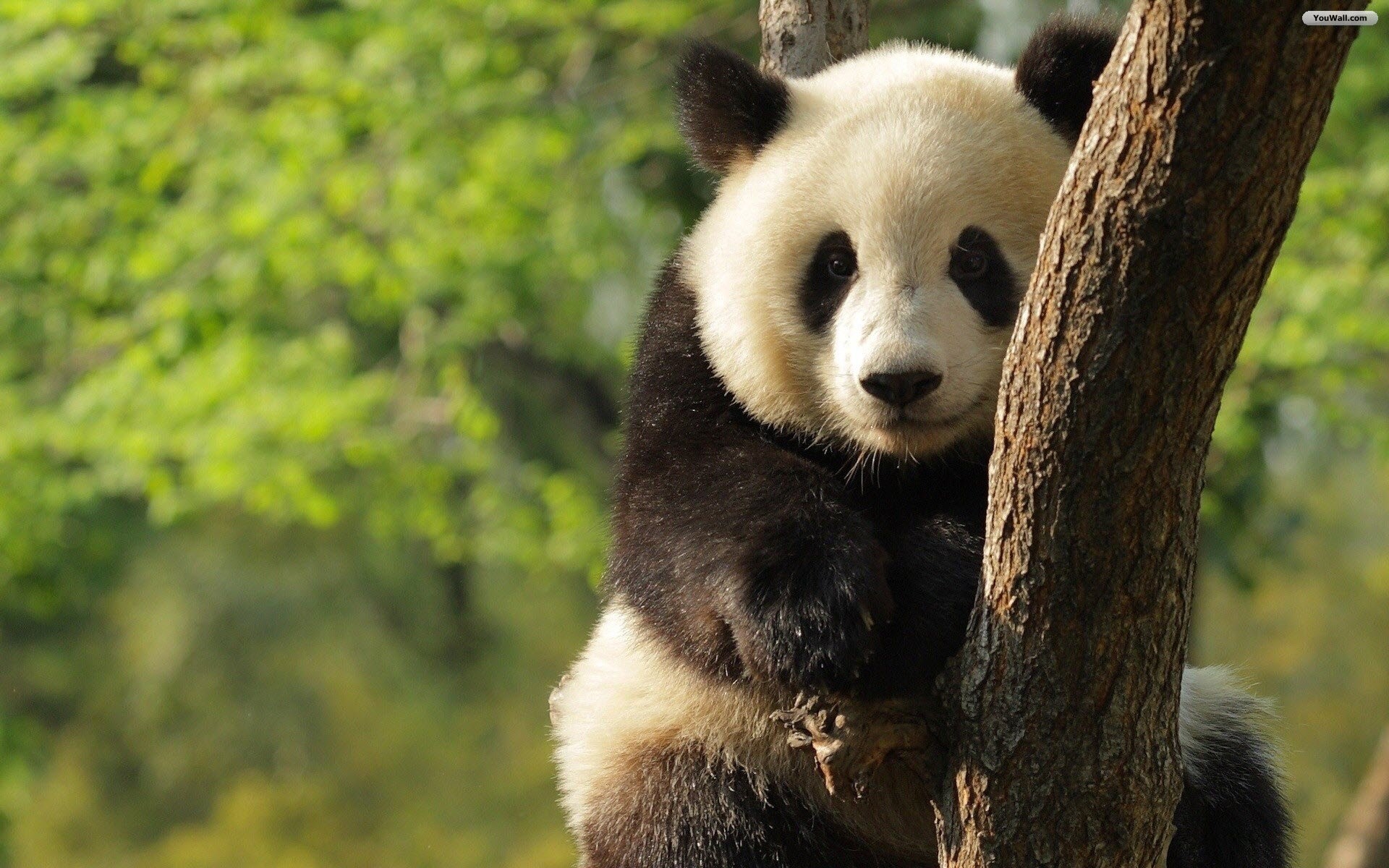 1920x1200 undefined Panda Wallpaper (40 Wallpapers) | Adorable Wallpapers