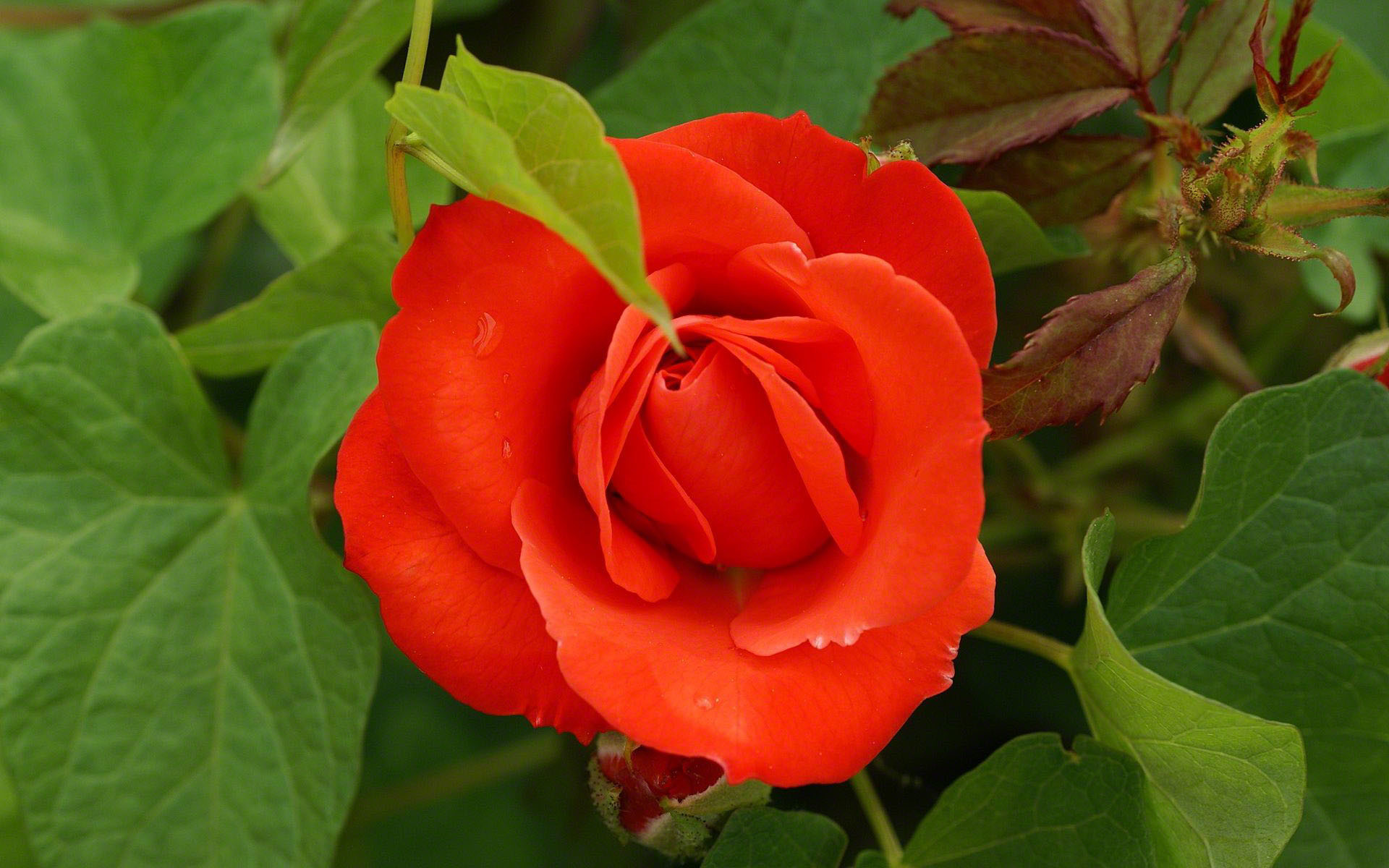 1920x1200 Red orange rose
