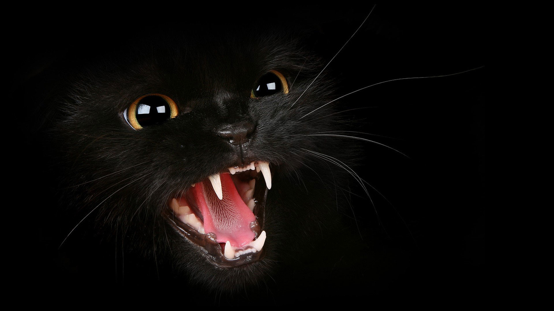 1920x1080 ... angry black cat hd quality desktop background wallpaper 1080p ...