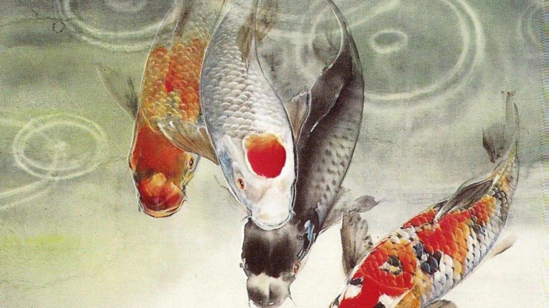 1920x1080 Koi Fish Wallpaper Hd