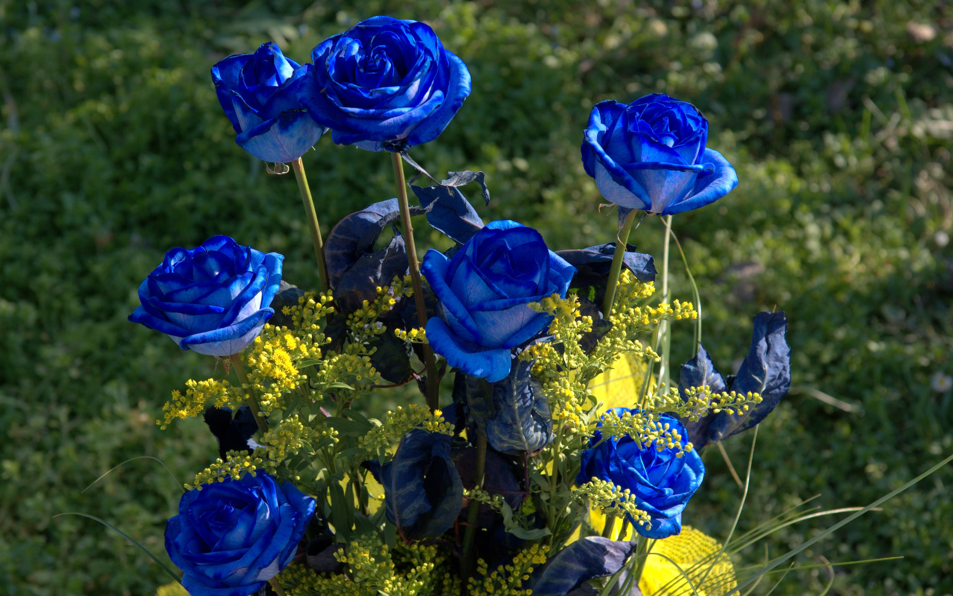 1920x1201 7 blue roses