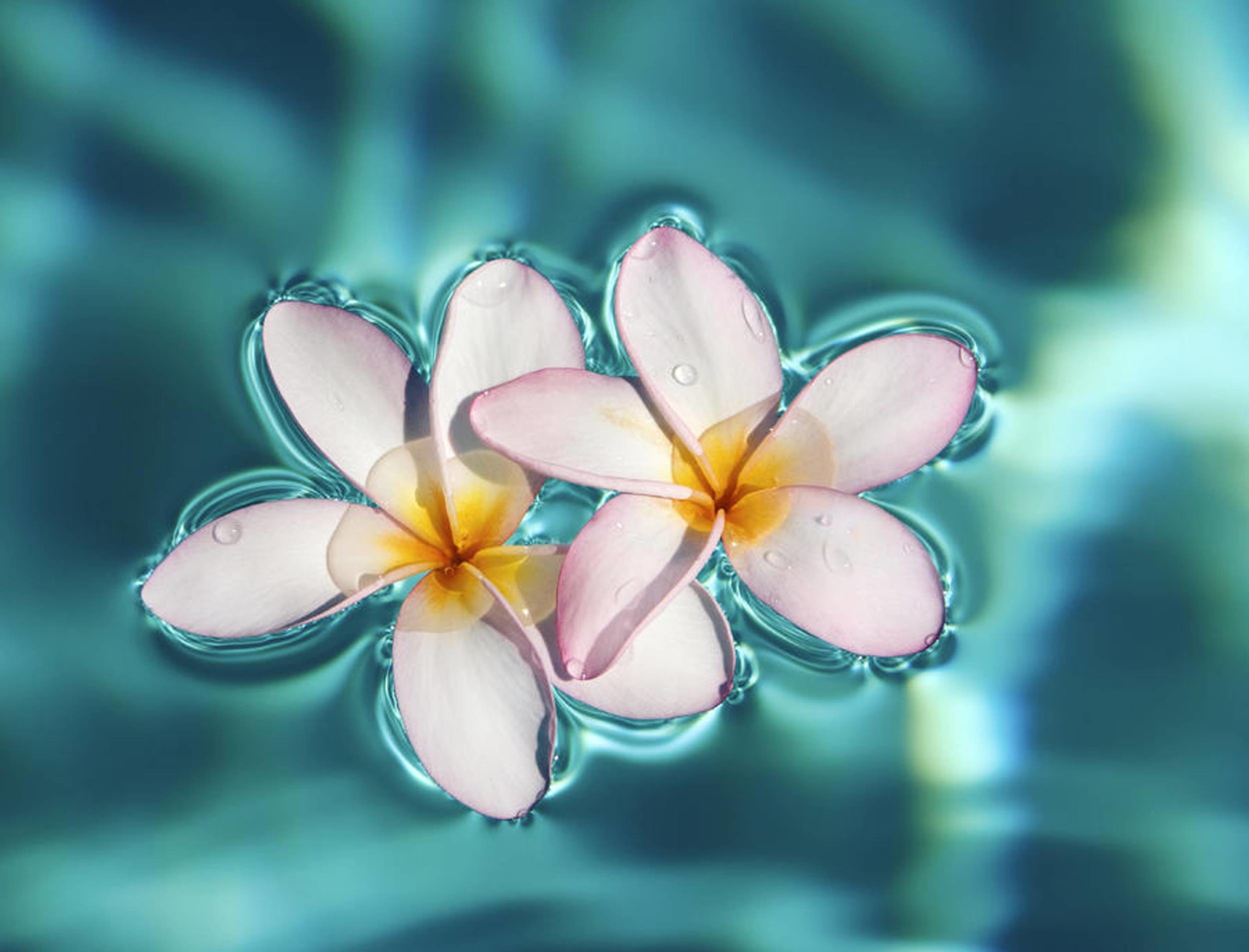 2500x1906 Floating White Plumeria Frangipani Exotic Tropical Flowers On Swimming Pool  Water Desktop Background wallpaper free