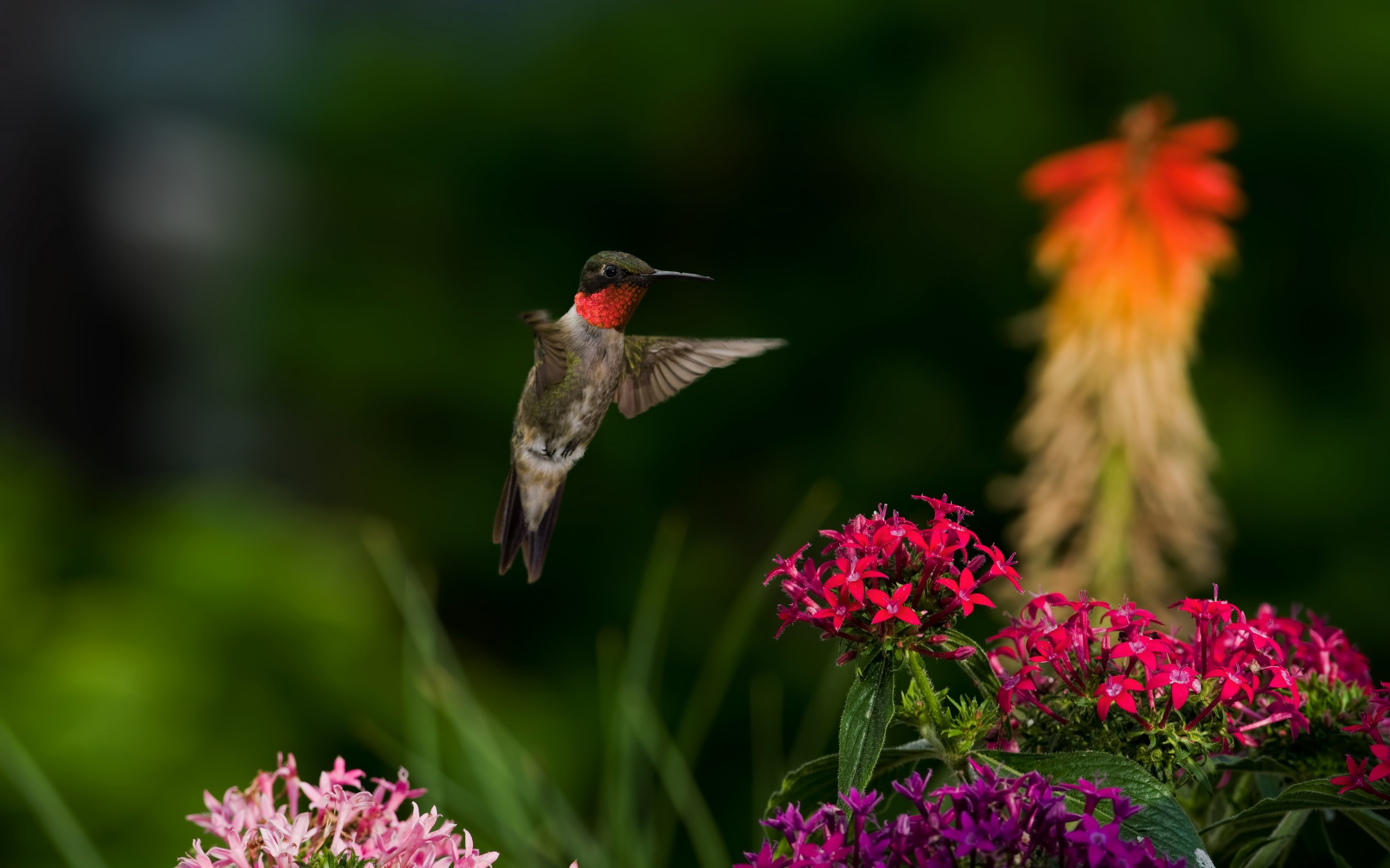 2880x1800 Hummingbird And San Tan Flowers Desktop Background. Download  ...