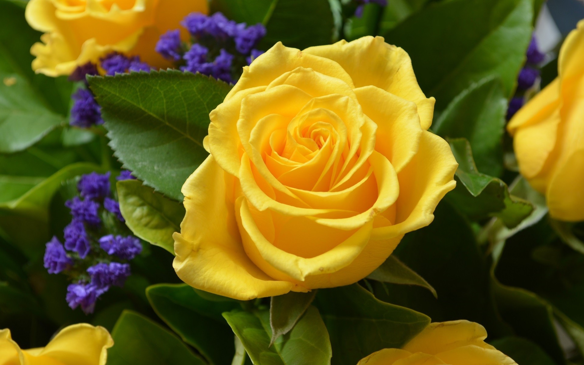 1920x1200 Close-Up of a Yellow Rose in a Bouquet