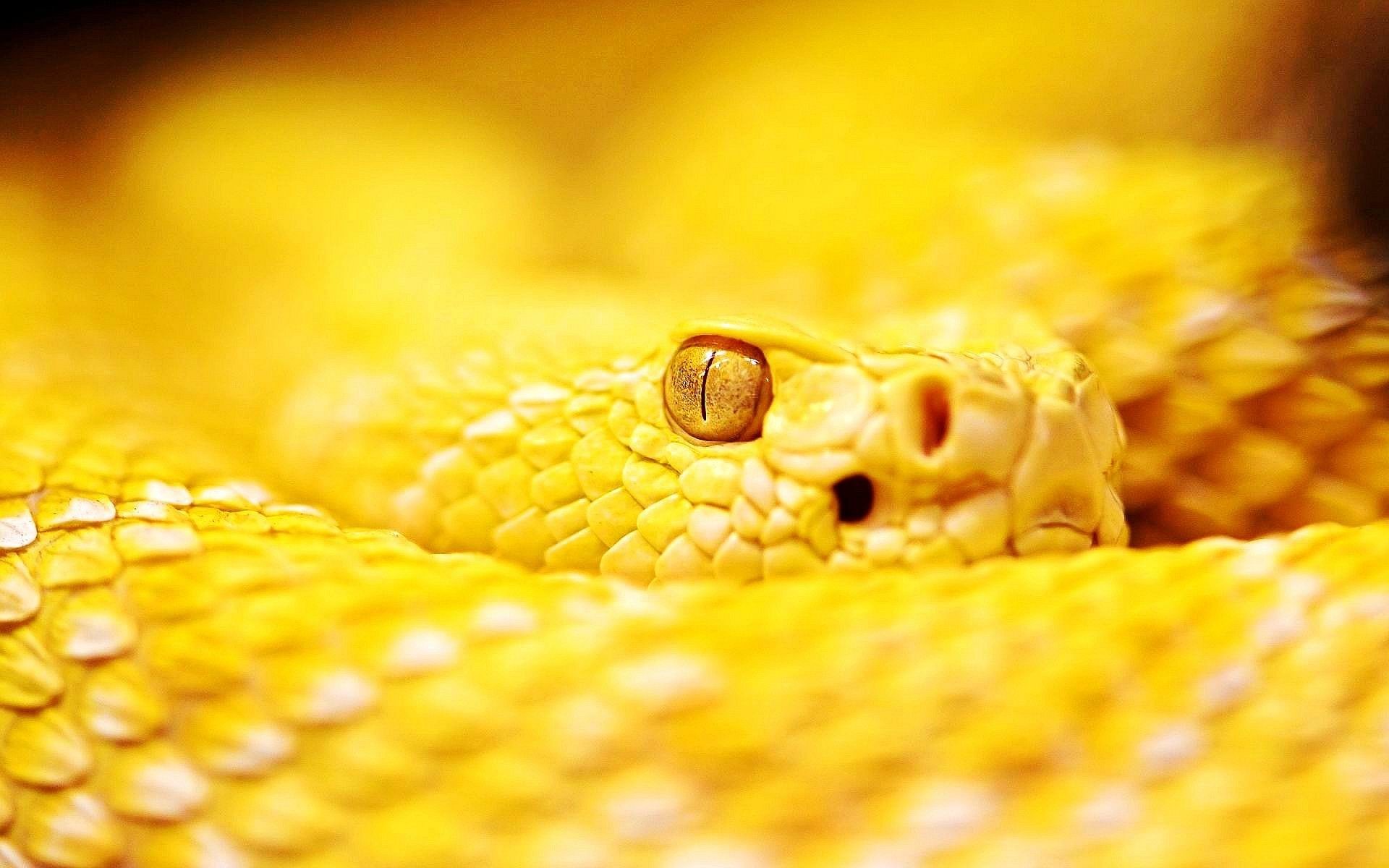 1920x1200 Snakes High Quality Wallpapers - HD Wallpapers Blog | HD Wallpapers |  Pinterest | High quality wallpapers