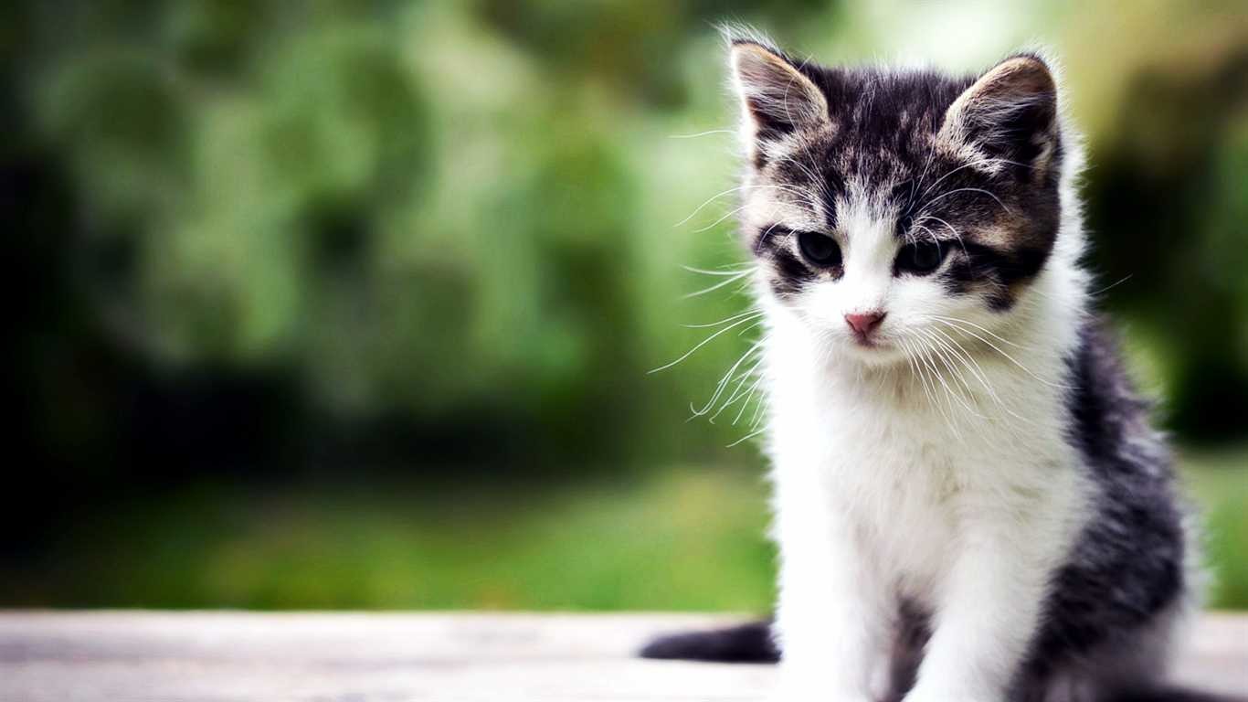 2560x1440 1920x1200 Cute Baby Cats Wallpapers Group 76+)