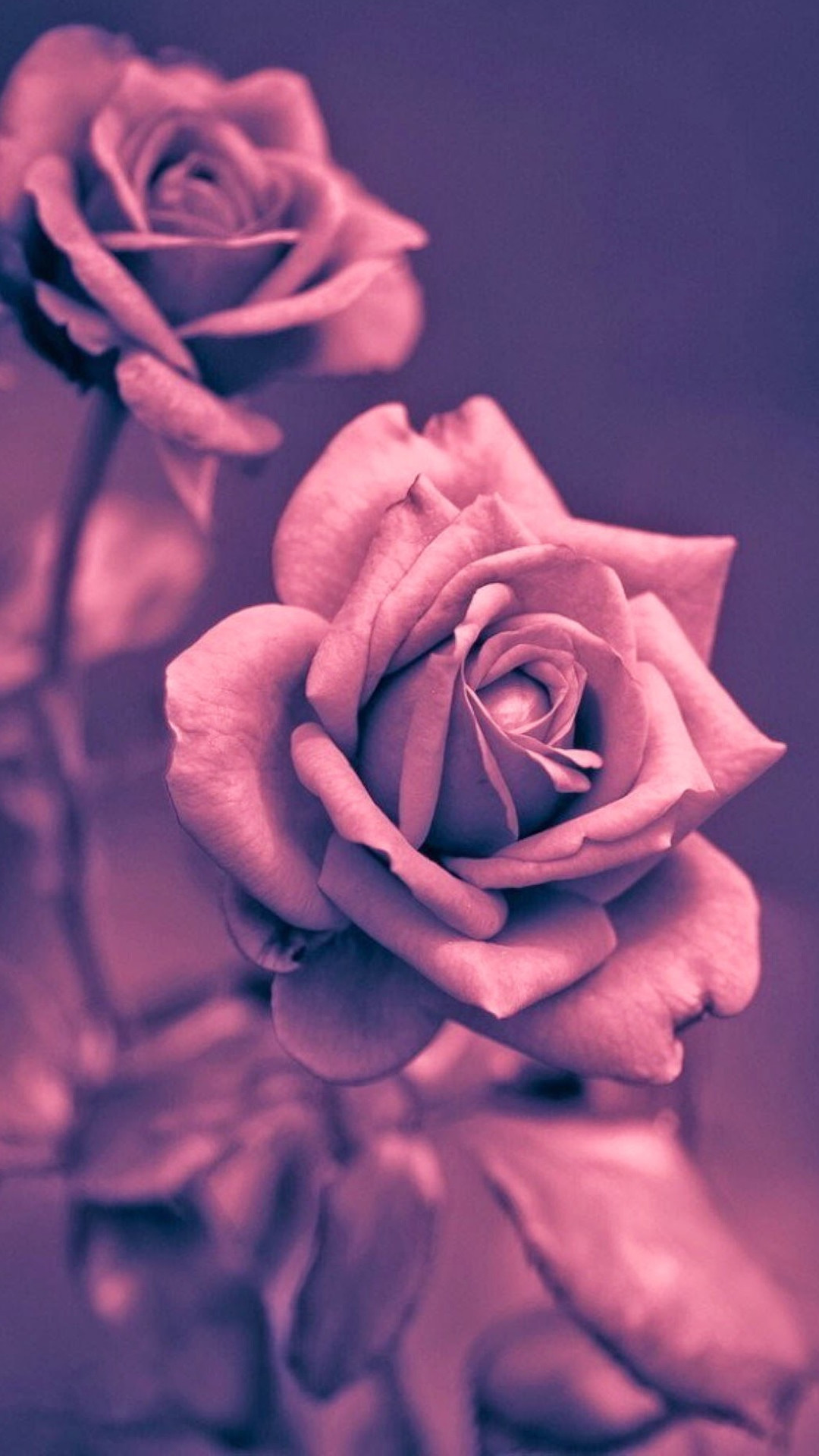 1080x1920 Beautiful Pink Rose Closeup iPhone 6 wallpaper