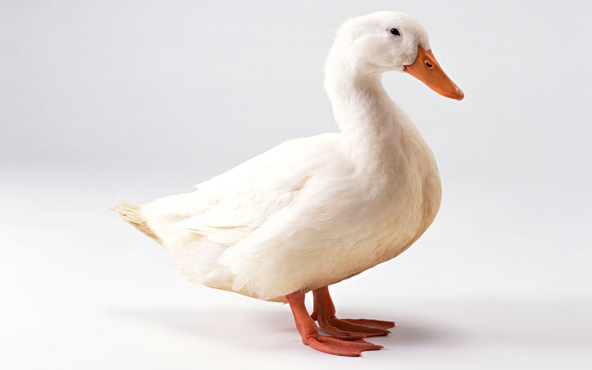 1920x1200 1920 x 1200 - - jpg 1529 White Duck .