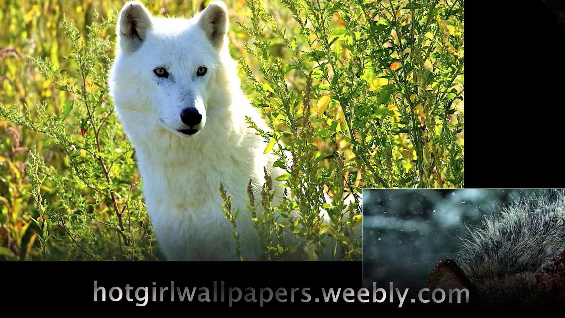 1920x1080 Wolves Wallpaper amazing cute images of wolves where do wolf live cool  photography - YouTube