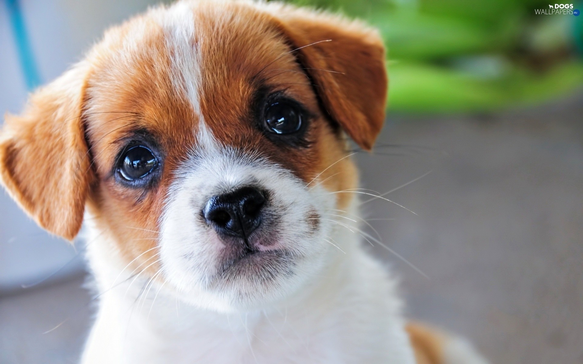 1920x1200 Puppy, Jack Russell Terrier, dog