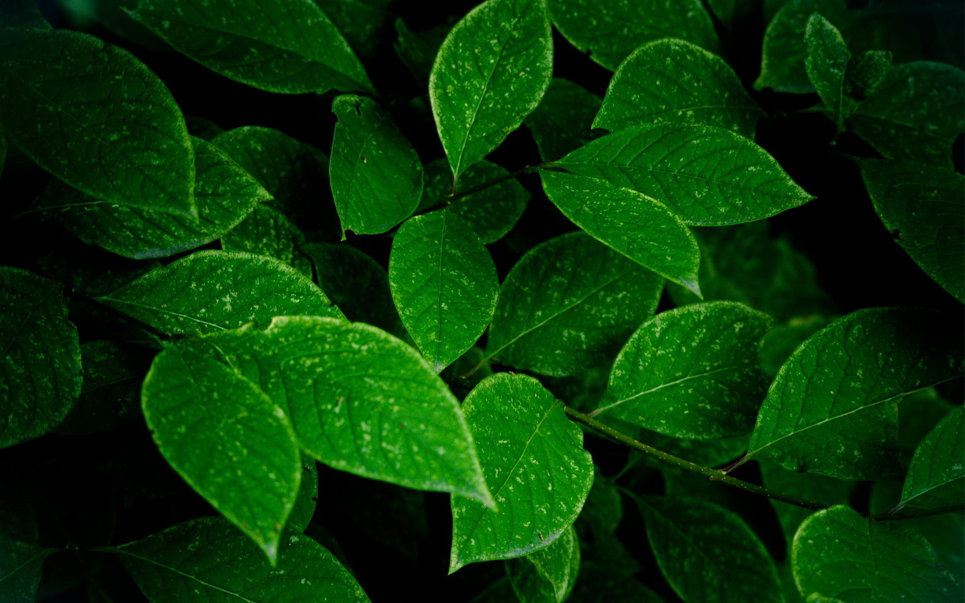 1920x1200 ... Green leaves