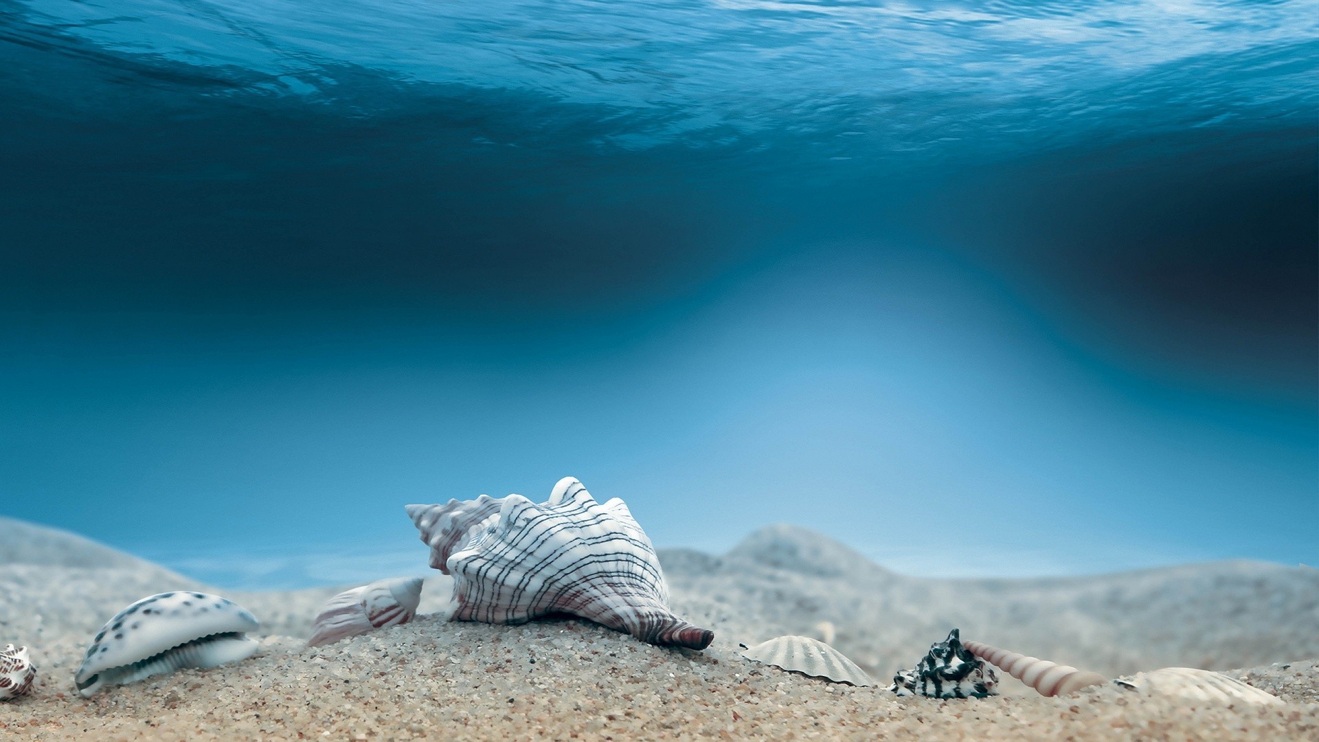1920x1080 Shells Tag - Underwater Sea Sand Shells Art Ocean Digital Water Download  Wallpaper Of Nature For