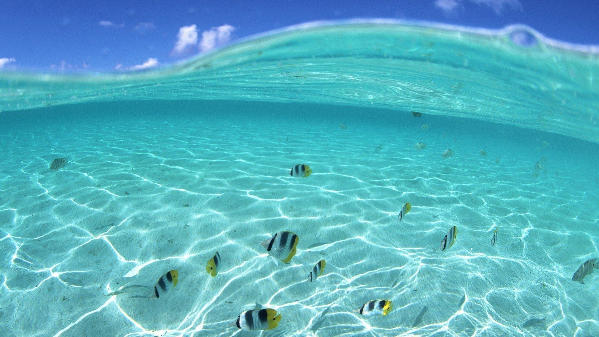 1920x1080 Hawaii Underwater Life Wallpaper Wide or HD | Beaches Wallpapers