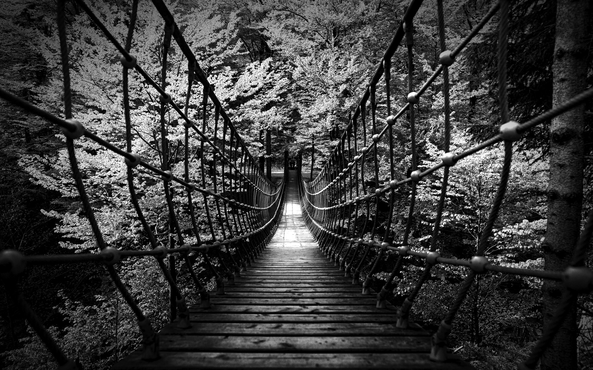 1920x1200 Monochrome black white b/w landscapes nature wood rope scary bridges trees  forest photography architecture wallpaper |  | 24592 | WallpaperUP