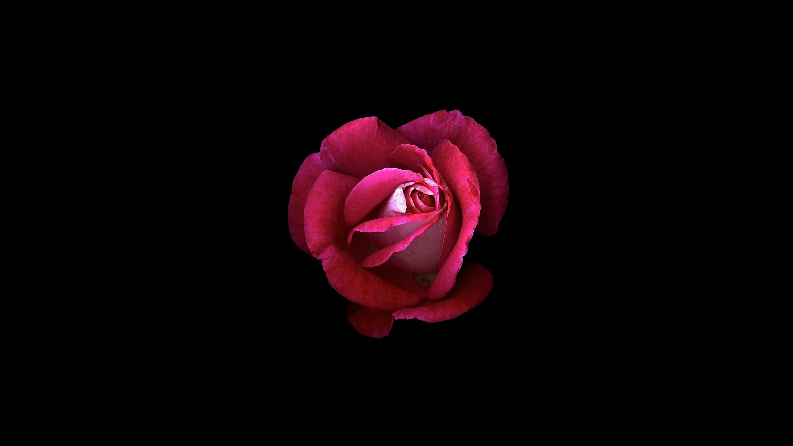 2560x1440 Black Wallpaper with Pink Roses New Wallpaper Pink Rose Dark Background Hd  Flowers 929