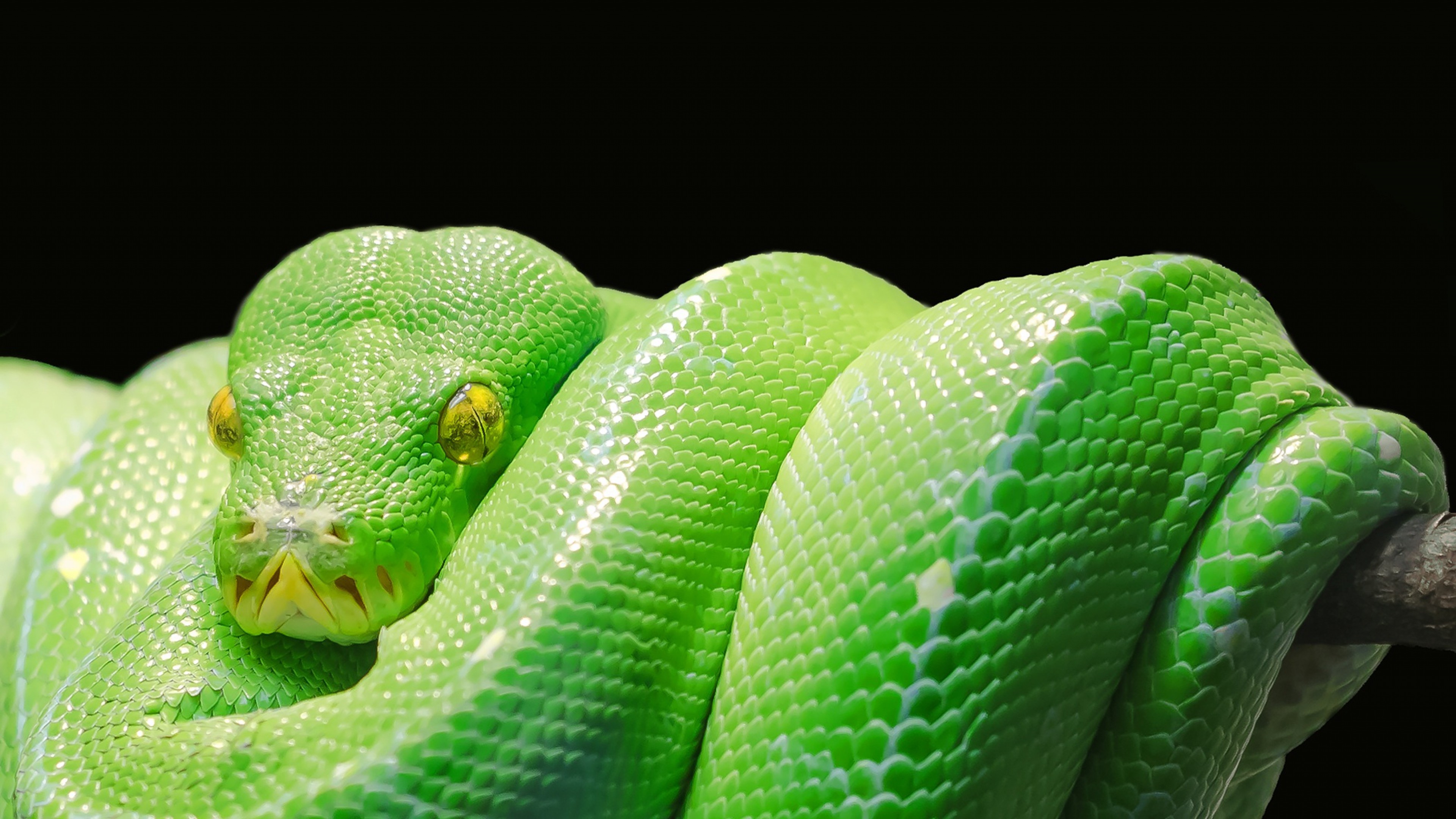 3840x2160 Preview wallpaper snake, python, predator, reptile 
