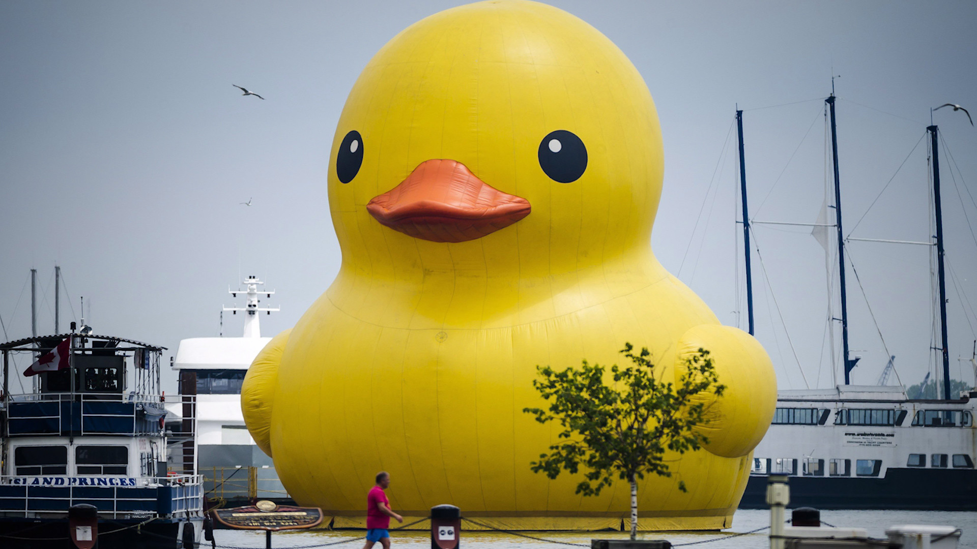 1920x1080 Giant inflatable duck floats in Toronto for festival : Editors picks :  Canoe Video