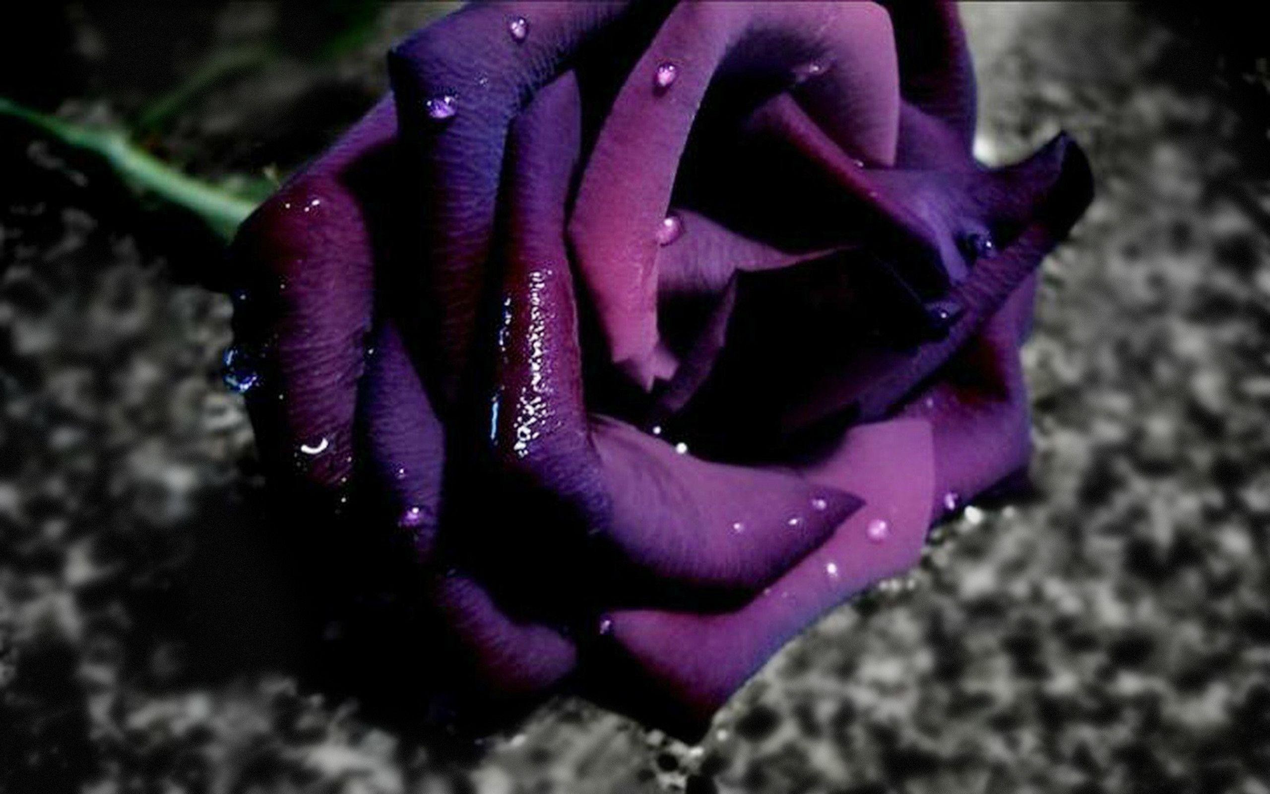 2560x1600 Flowers For > Dark Purple Rose Wallpaper