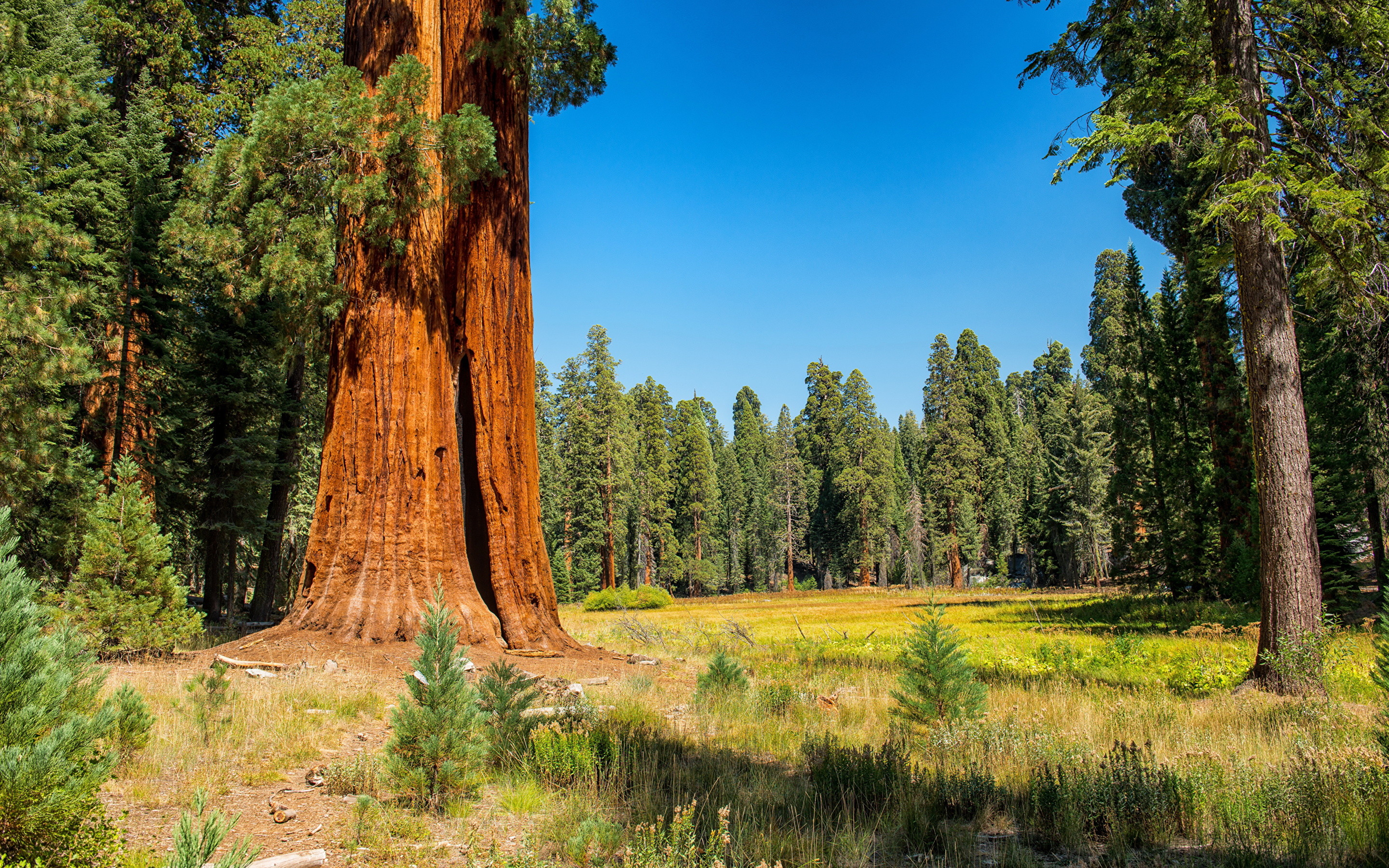 2880x1800 Wallpaper USA Sequoia and Kings National Park Nature Parks Trunk tree Grass  